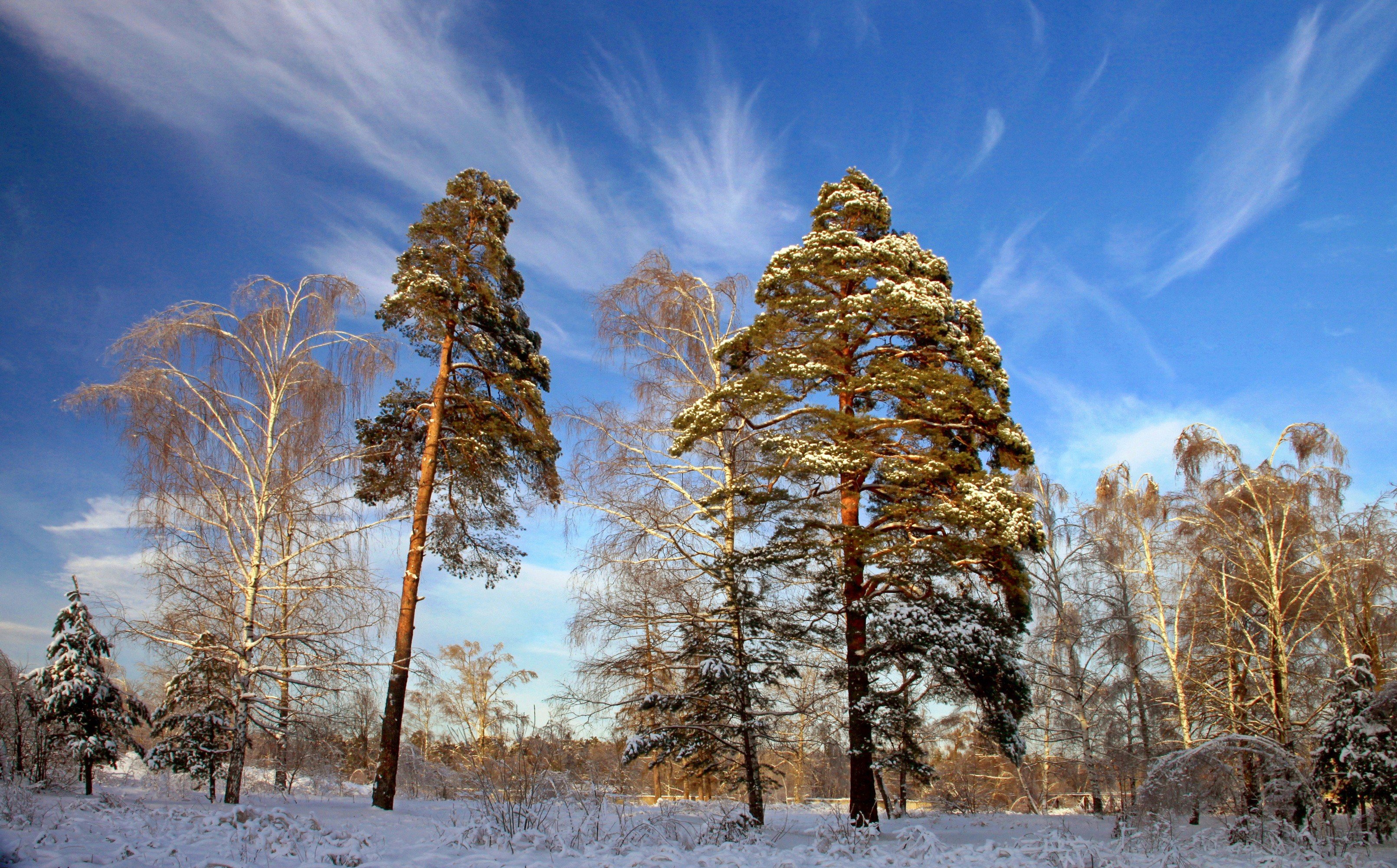 Хвойная время. Сосна зимой. Сосны в снегу. Сосна зимой Сибирь. Зимние деревья сосны.