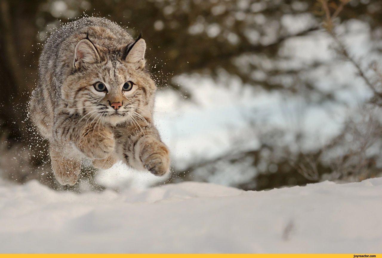 Рысь в снегу. Рысь Лесная кошка. Сибирский дикий Лесной кот. Сибирская Рысь. Дальневосточный Амурский Лесной кот.
