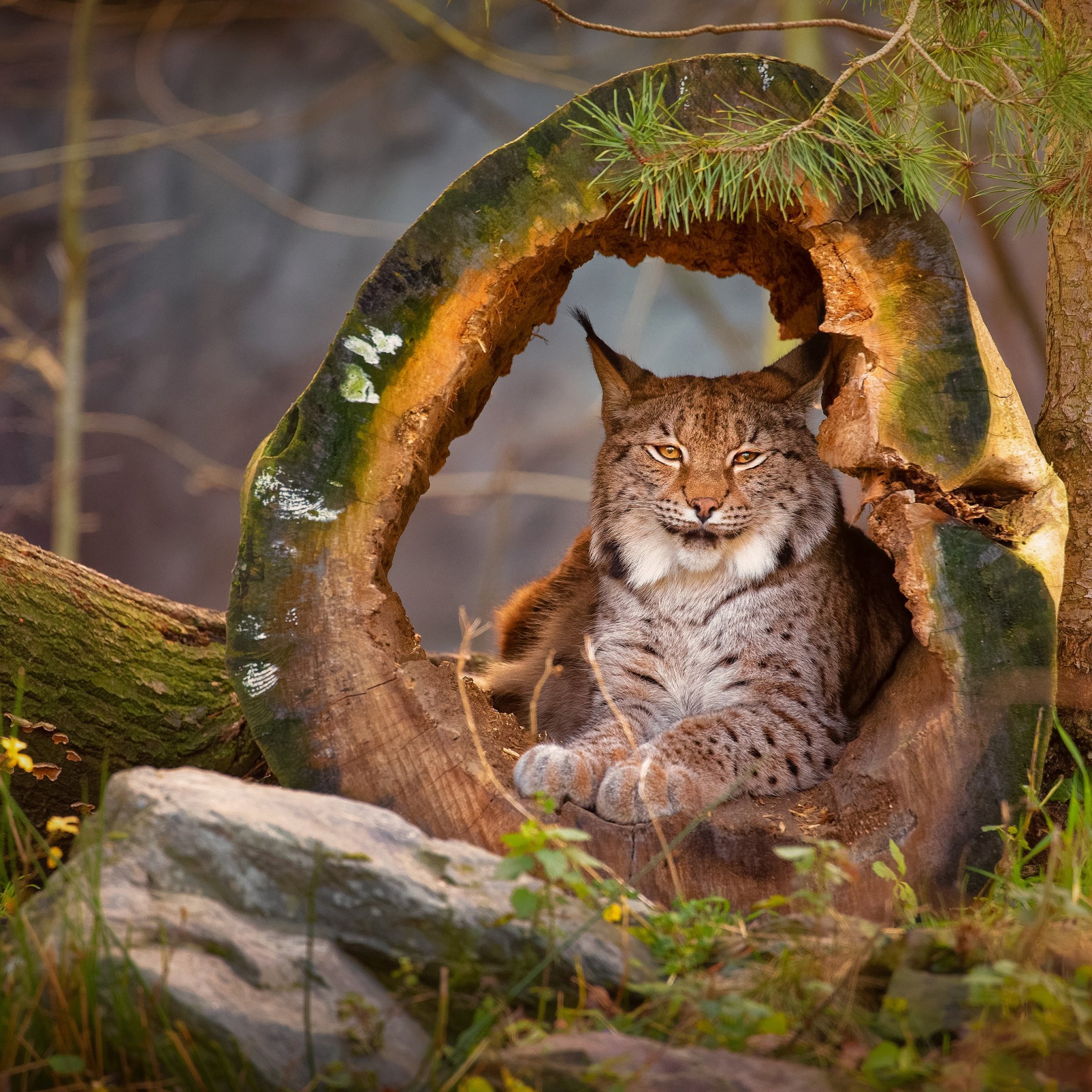 Лесная дикая кошка в экосистеме. Рысь (Lynx Lynx) в дикой природе. Беловежская пуща Рысь. Таежная Рысь. Сибирская кошка Рысь.