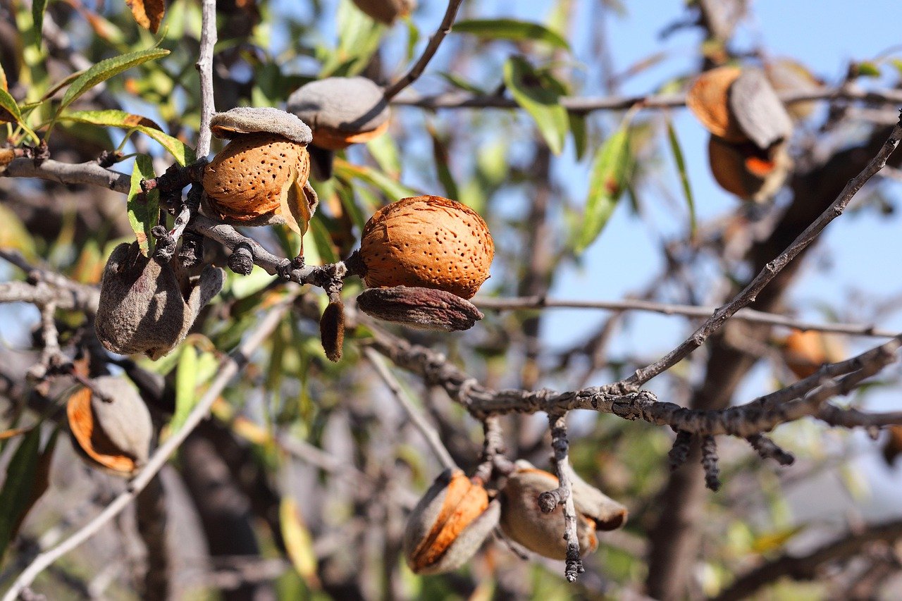 Prunus Amygdalus