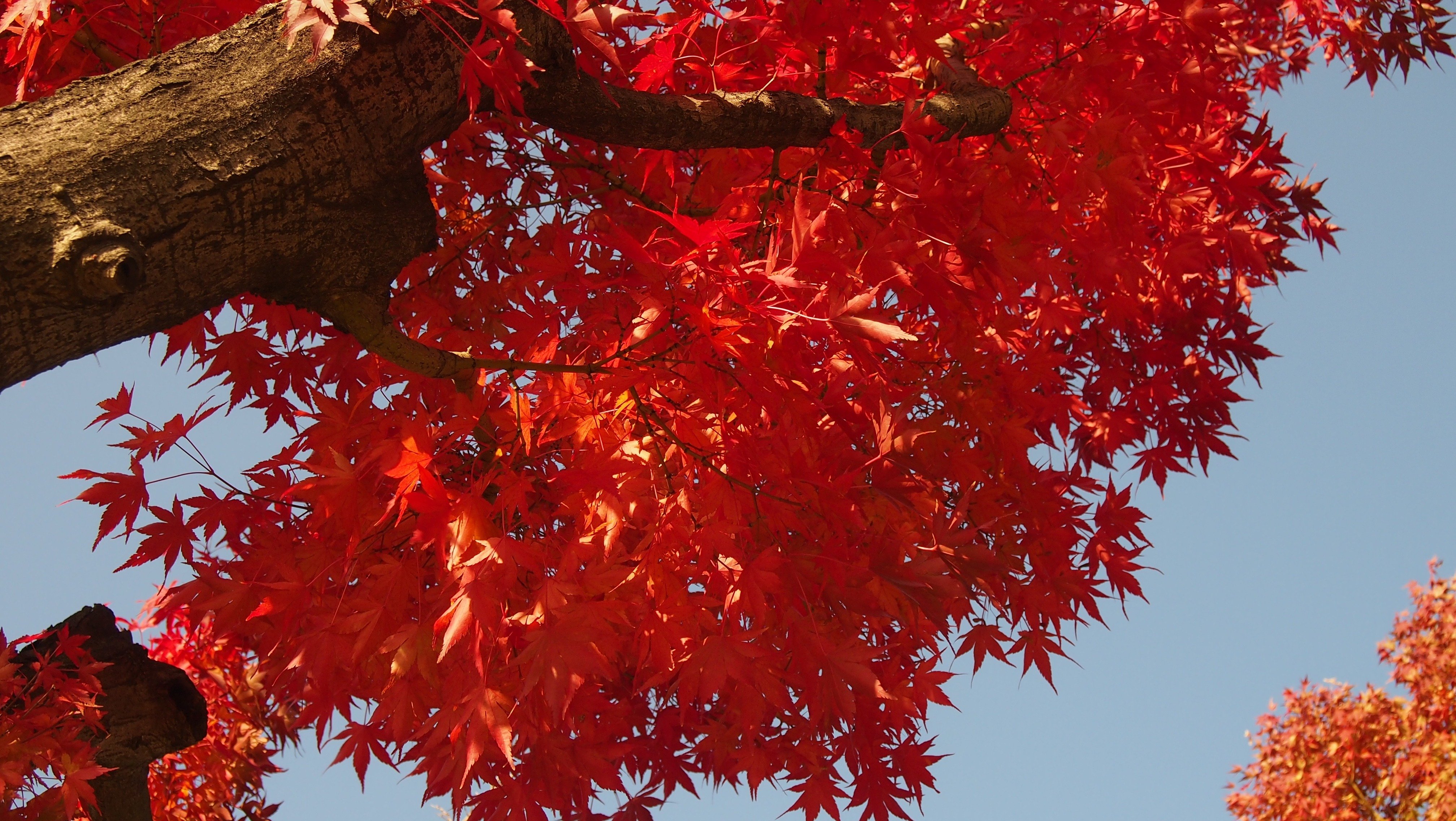 Рябина и клен дерево. Канадский клен бордовый. Красный клен дерево. Клен красный краснеет осенью. Клен Гиннала лист осень.