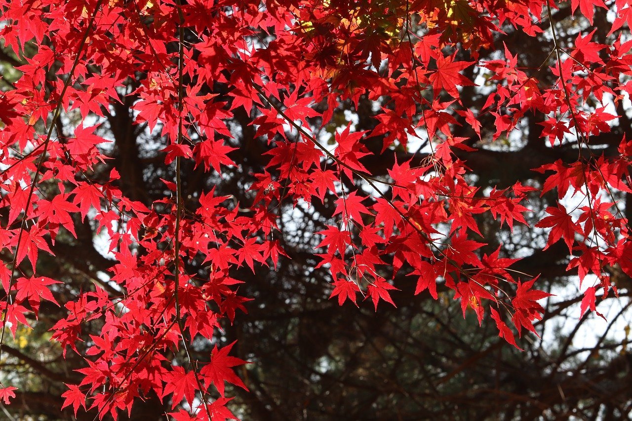 Клен канадский фото листьев