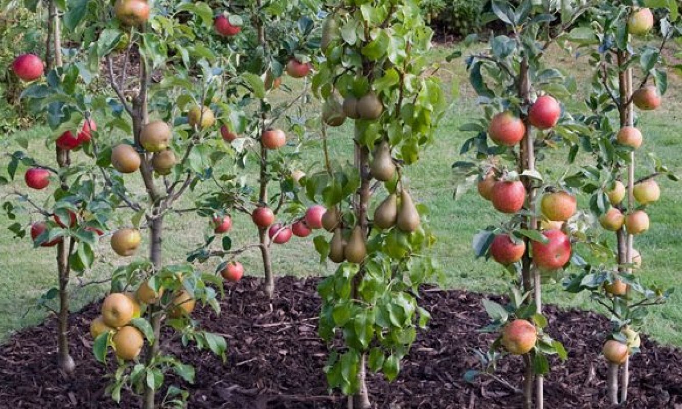 На каком расстоянии сажать колоновидные яблони