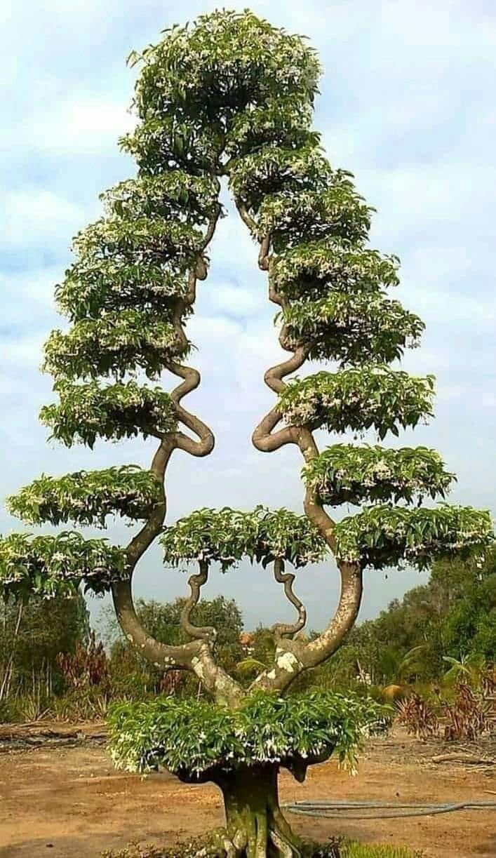Необыкновенные деревья