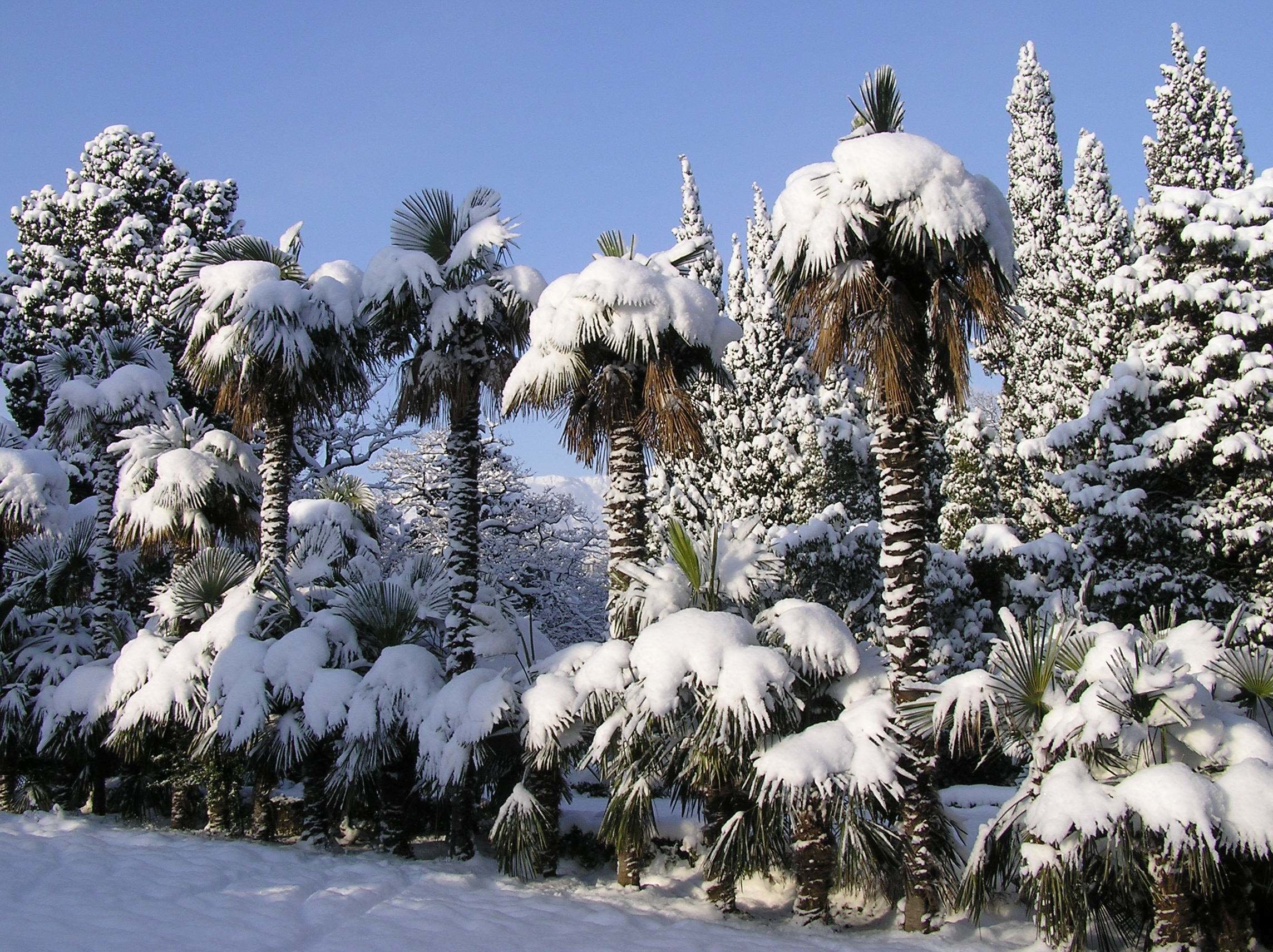 Пальмы в снегу фото