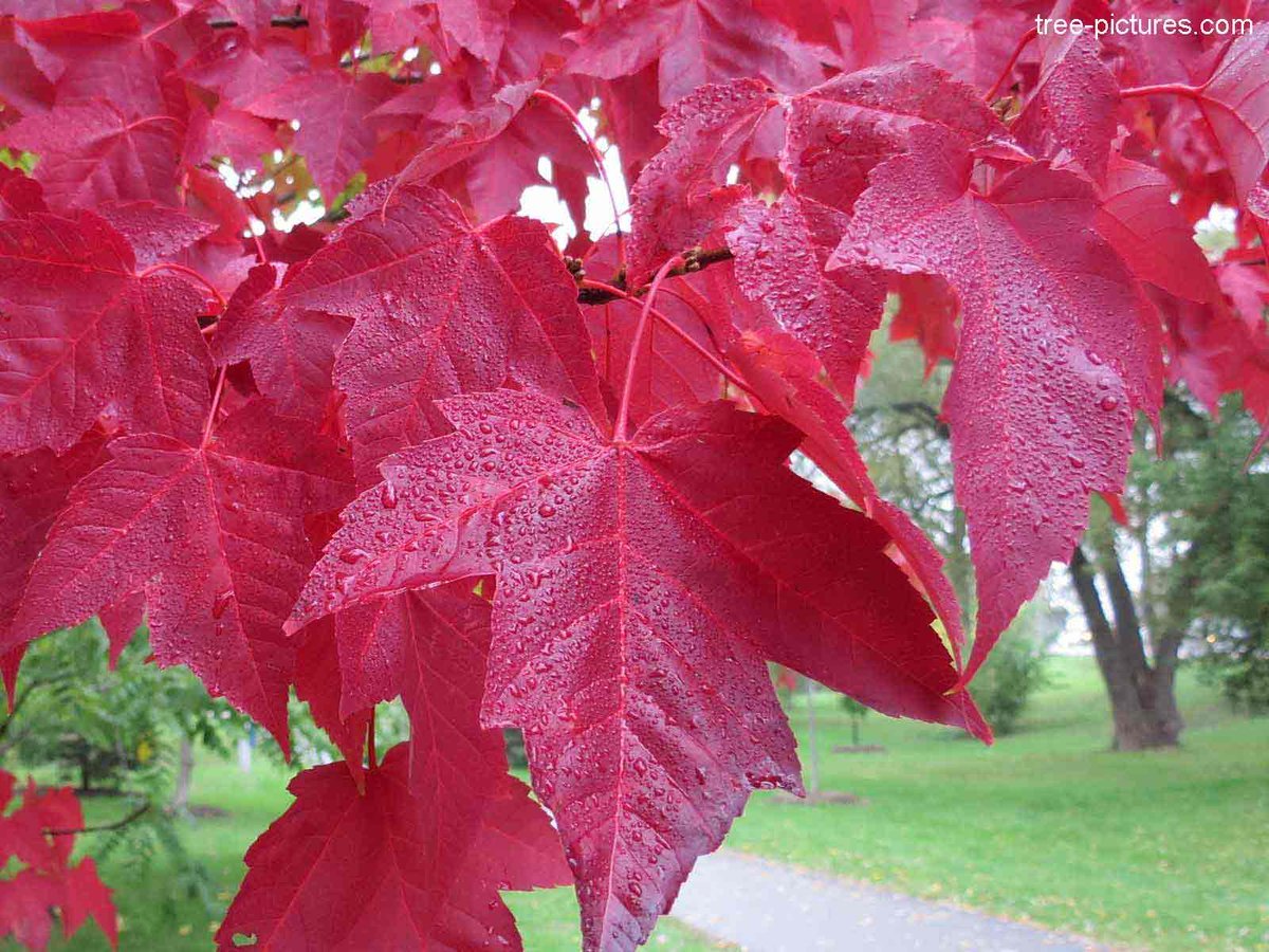 Листья клен Acer rubrum