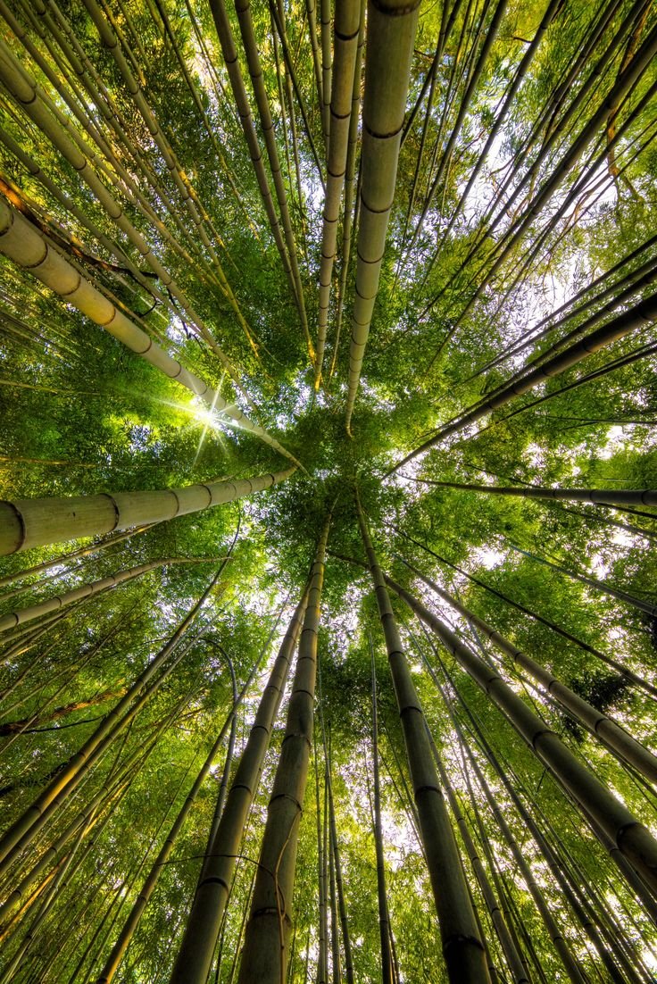 Бамбук дерево (89 фото)