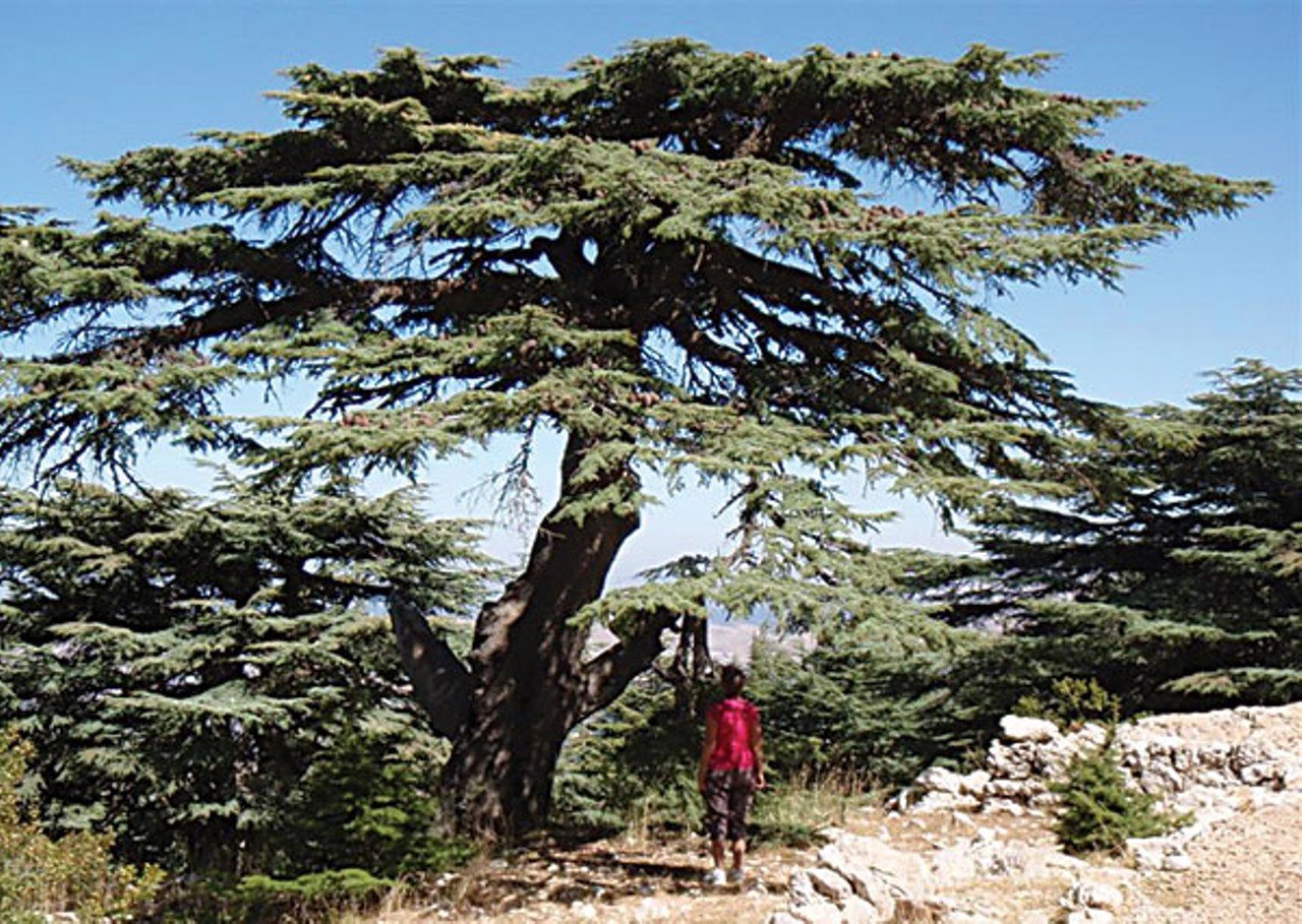 ливанский кедр в крыму фото
