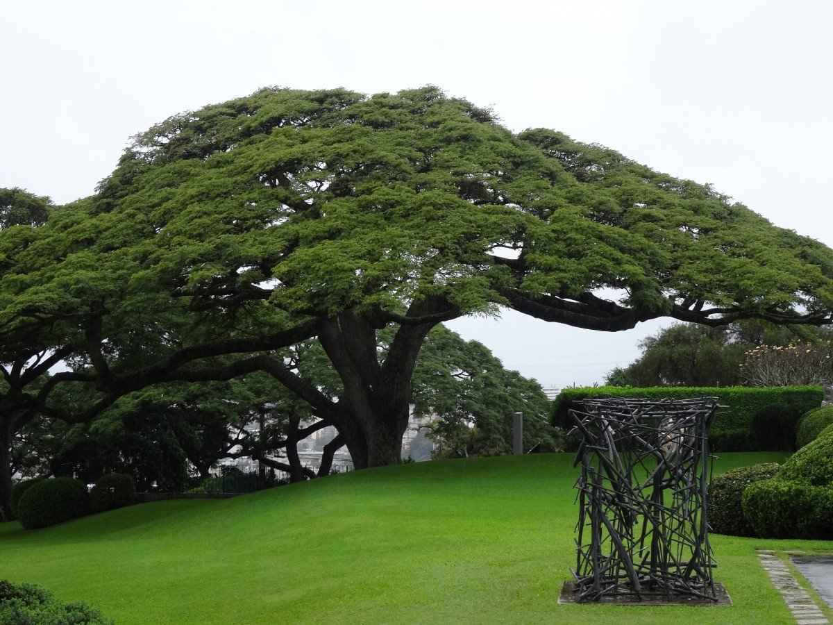 Саманея саман дождевое дерево