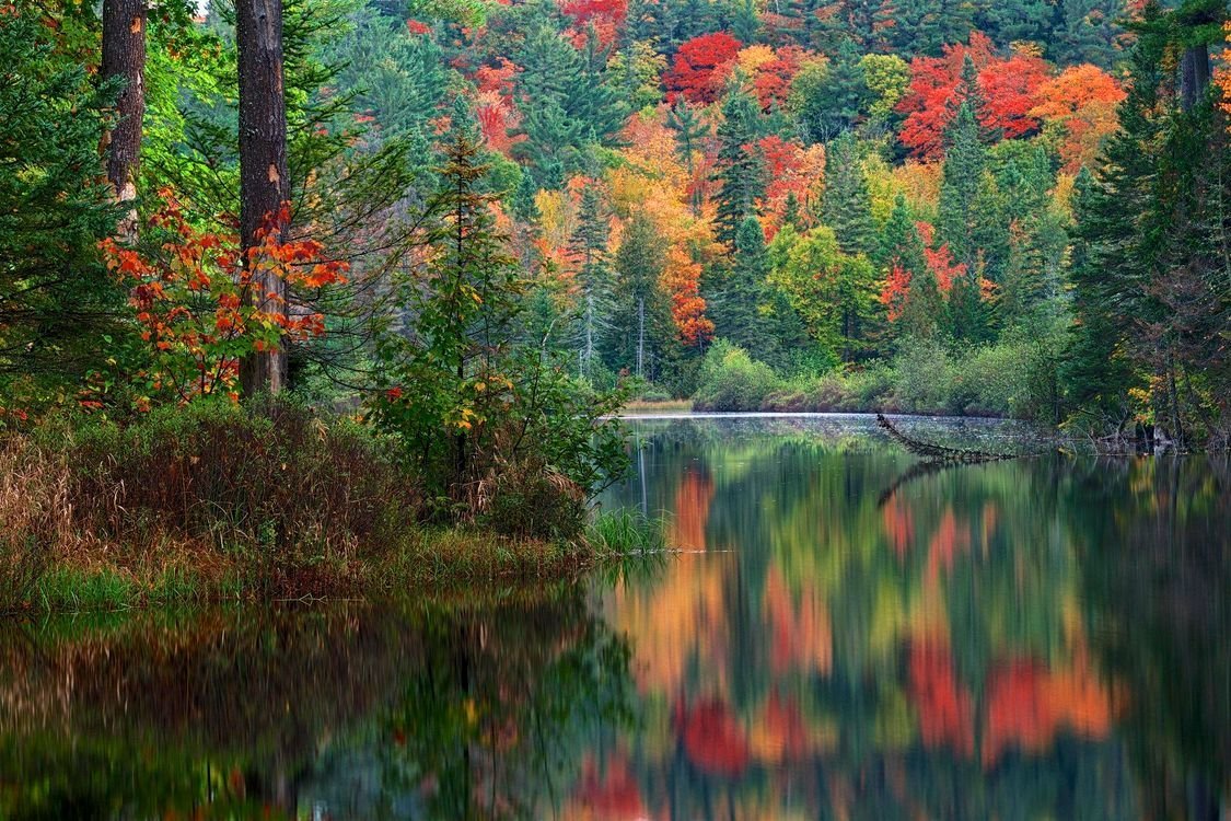 Осень в смешанном лесу