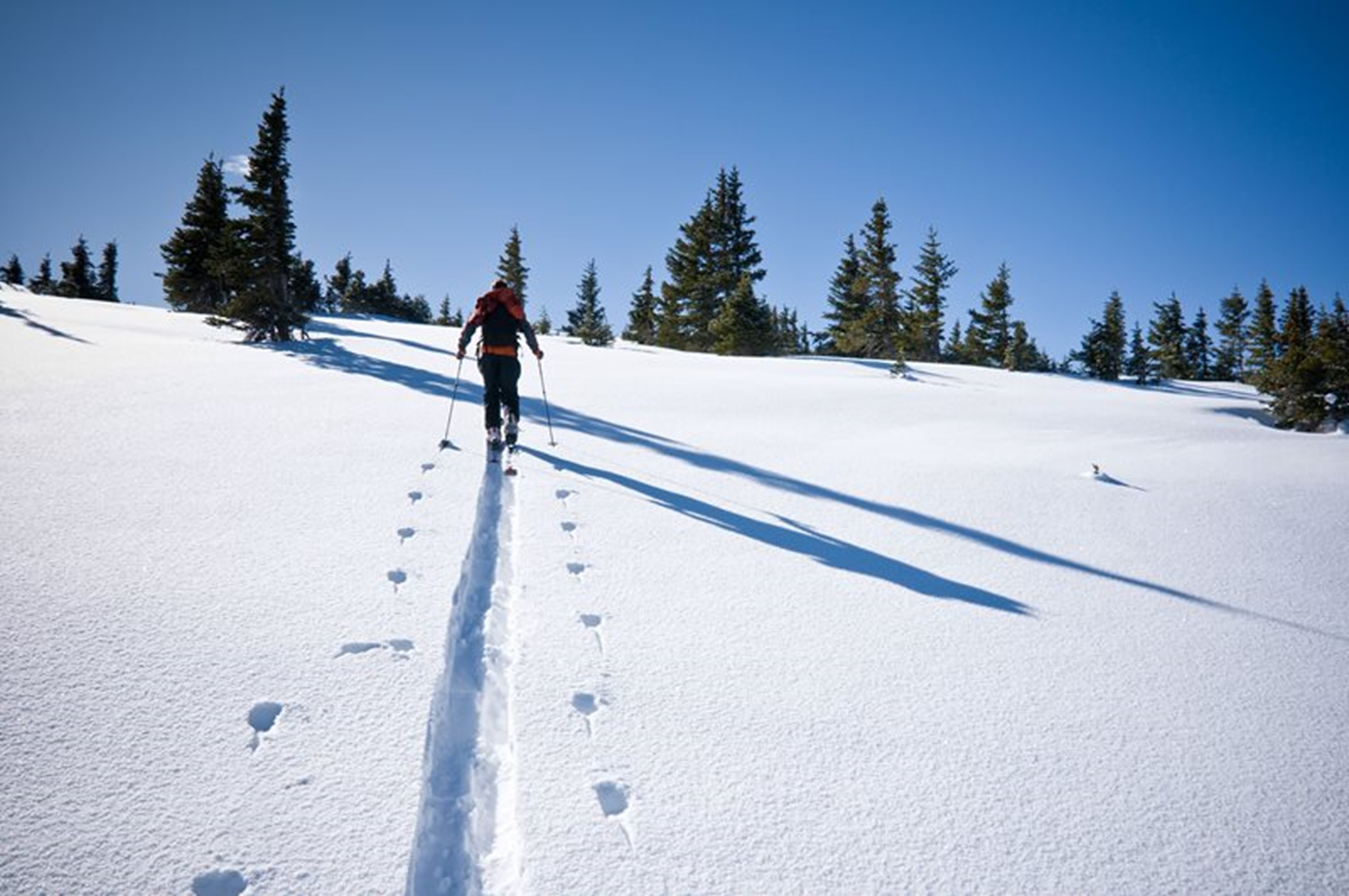 Лыжник в лесу. Лыжи зимой. Лыжники на прогулке. Зимой в лесу на лыжах. Прогулка на лыжах.