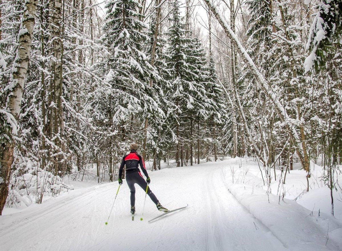 Лыжник в лесу. Лыжня в Сокольниках. Белокуриха беговые лыжи. Катание на лыжах. Лыжи зимой.