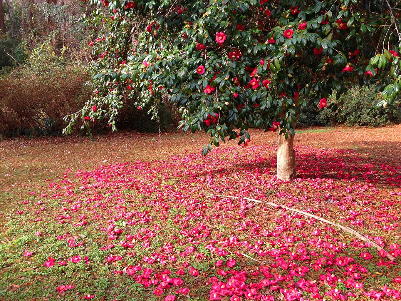 Камелия японская красная (Camellia japónica) Р9 — Питомник Летний сад