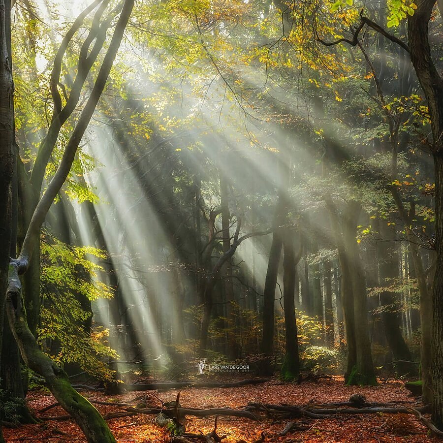 Фотообои загадочный лес
