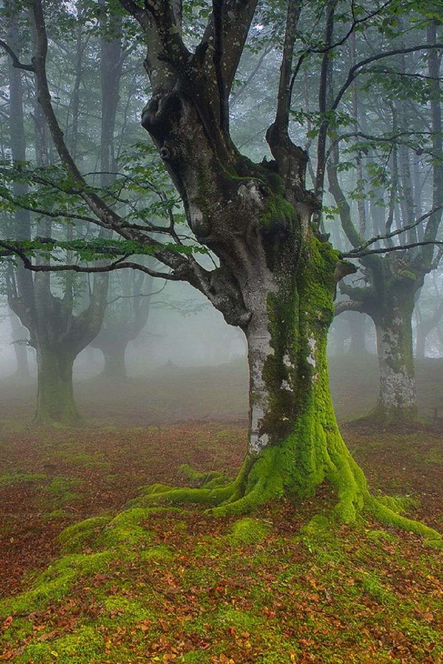 Мистический лес Испания Горбеа