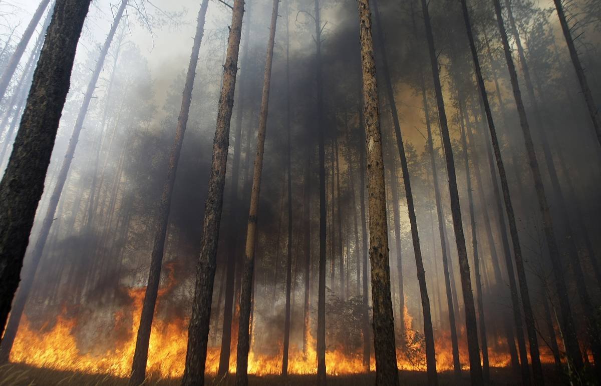 Почему после пожаров. Лес после пожара. Лес до пожара и после. Деревья после пожара. Выжженный лес.