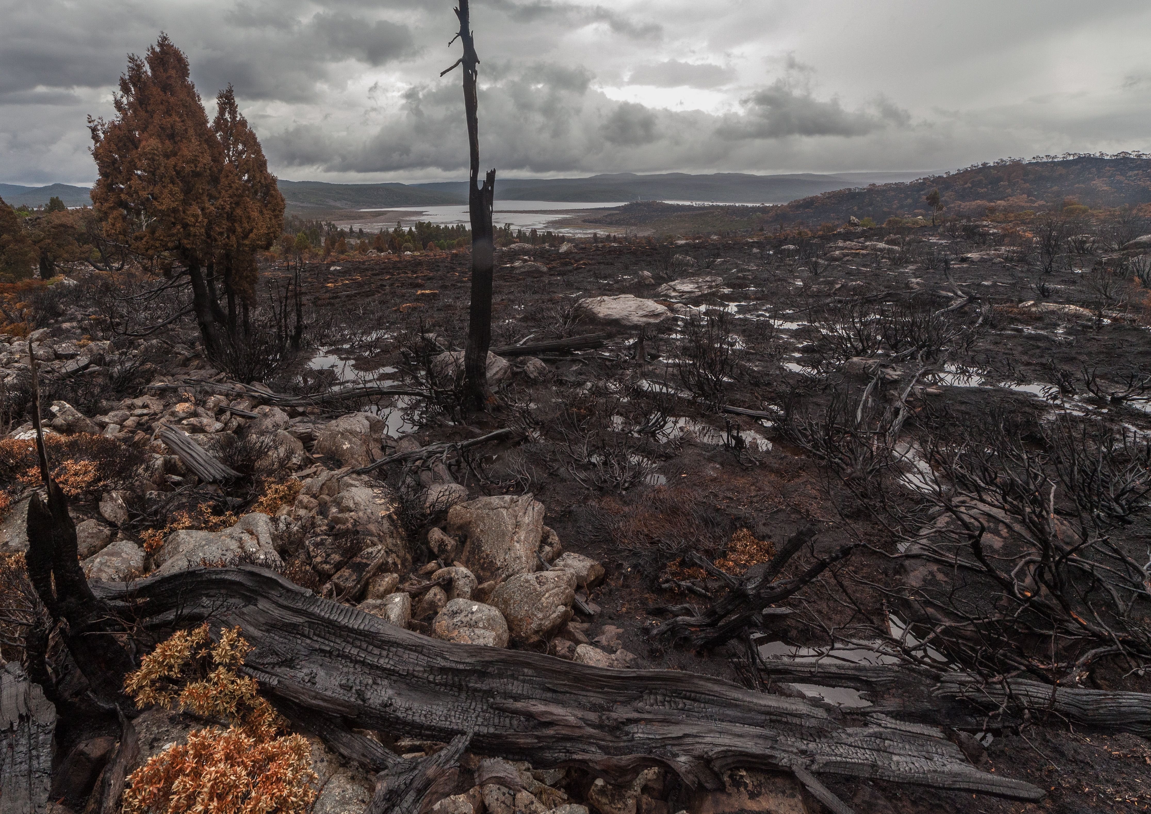 Объект после пожара. Лес после пожара. Деревья после пожара. После лесного пожара. Природа после пожара.