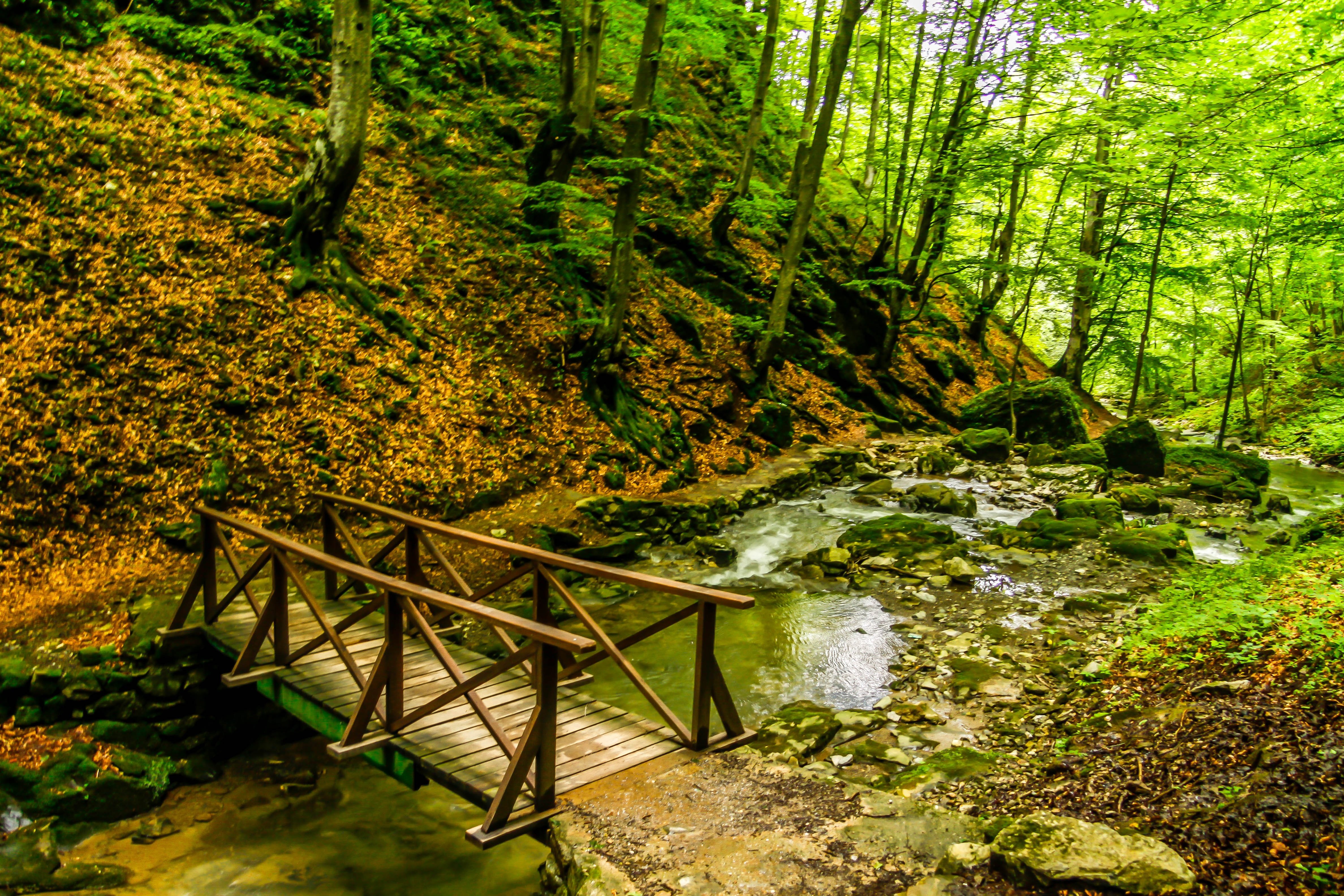 Леса Болгарии фото