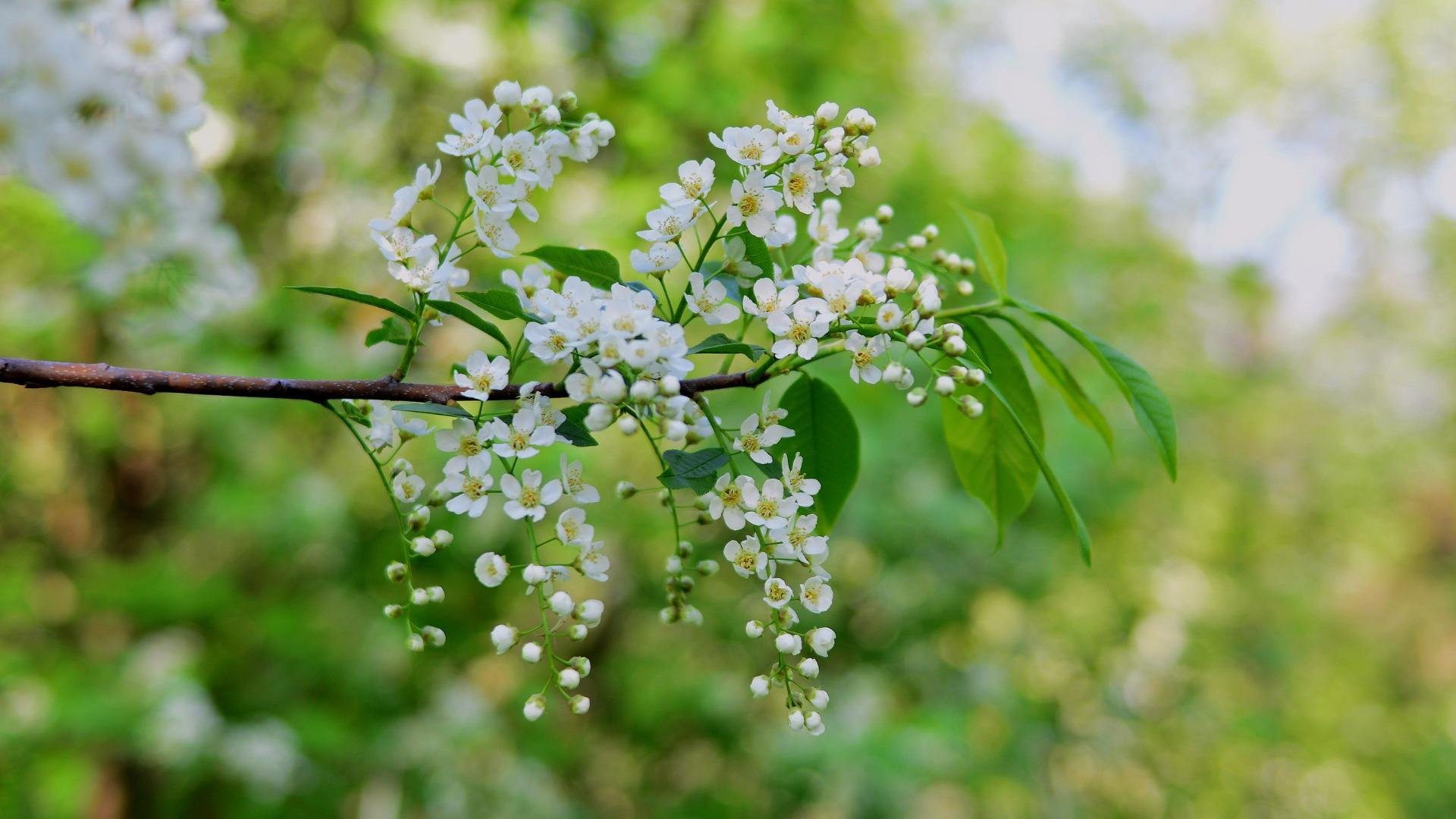 Песня природа природа минус. Цветение черёмухи. Цветущая черемуха дерево. Весной цветут деревья черемуха. Черёмуха Маака.