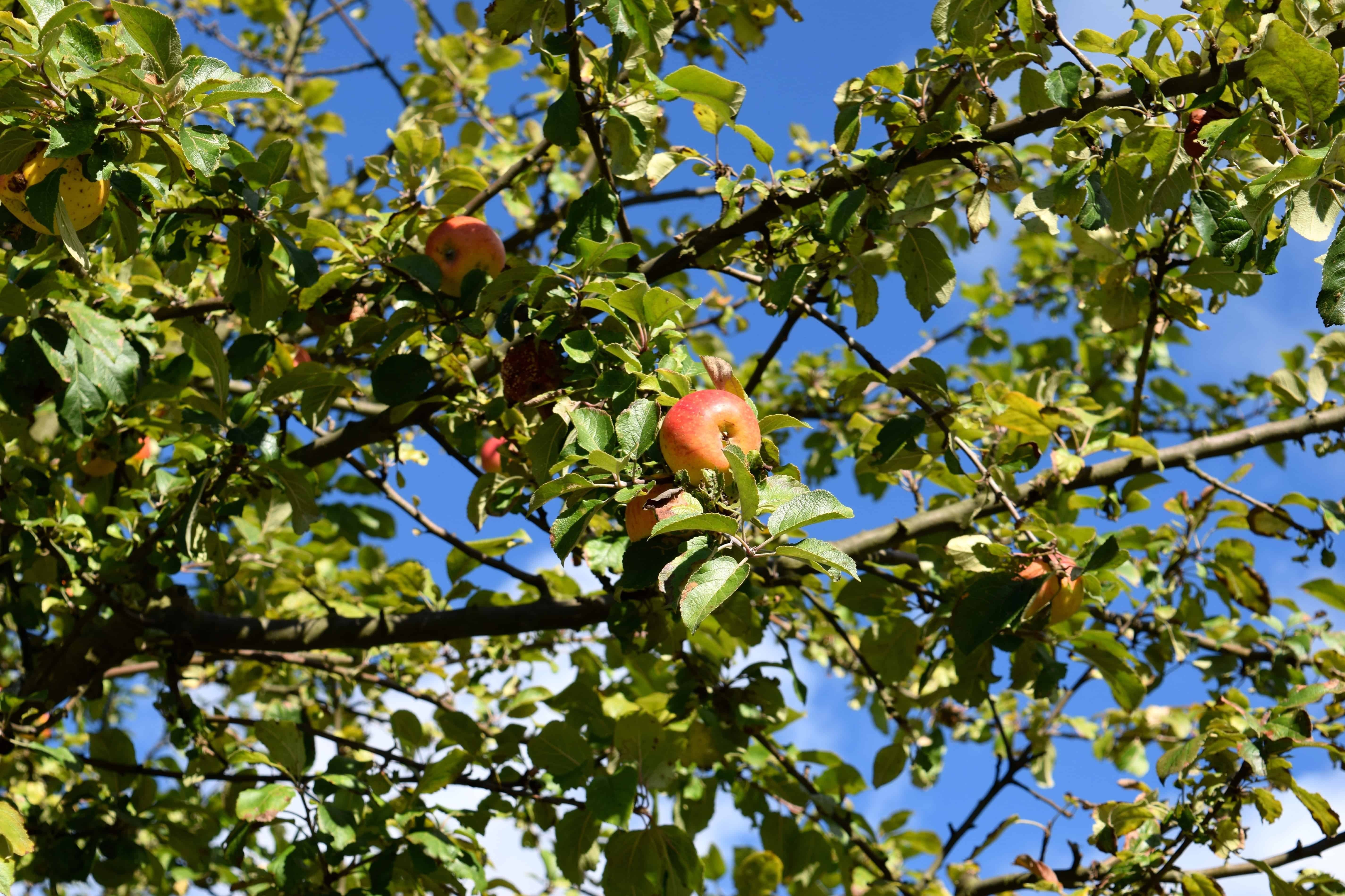 Дерево яблони Жарден