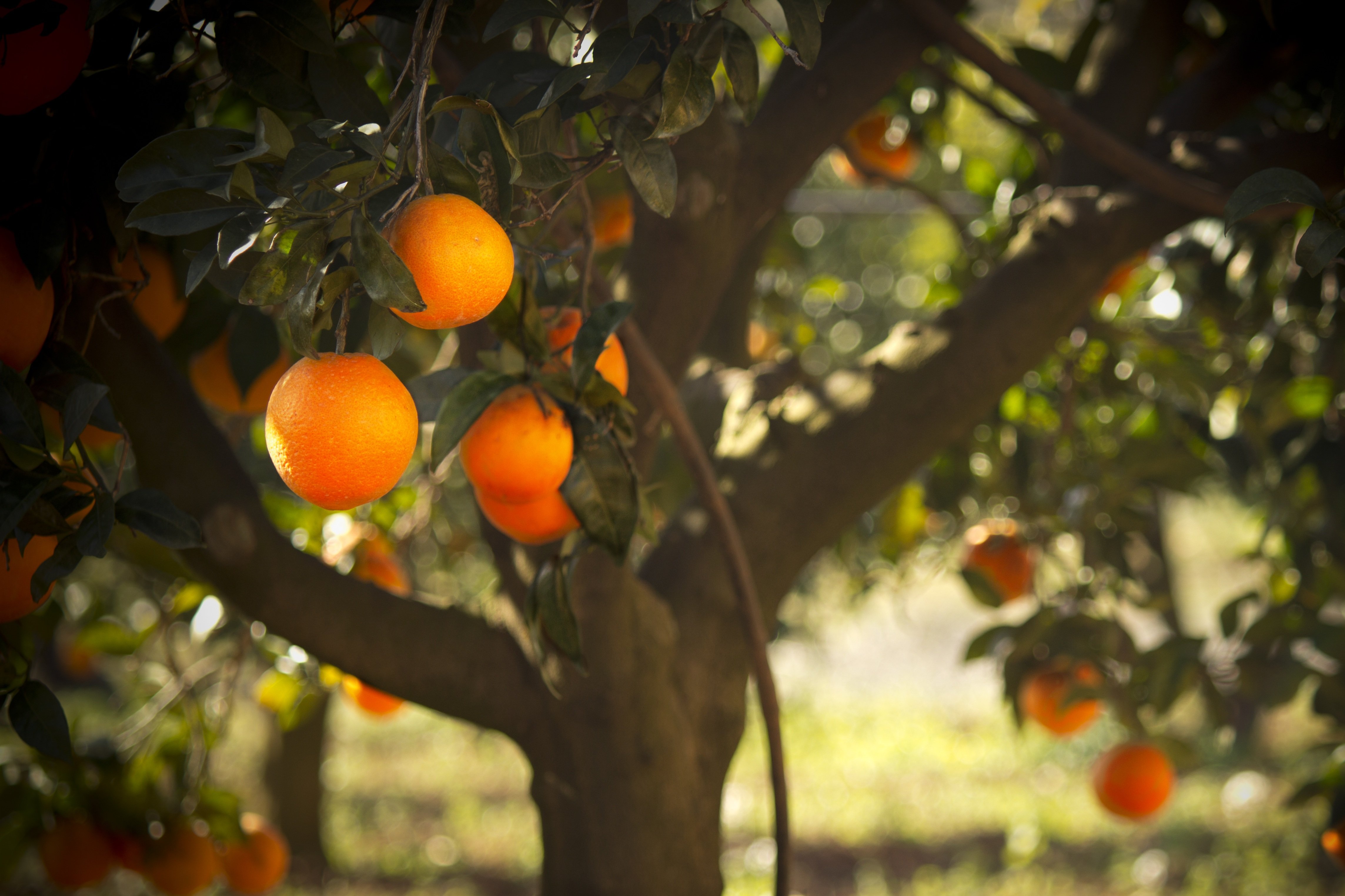 На дереве висят мандарины. Мандариновое дерево. Сицилия апельсиновые сады. Сицилия мандариновые Рощи. Абхазия Мандариновая роща.