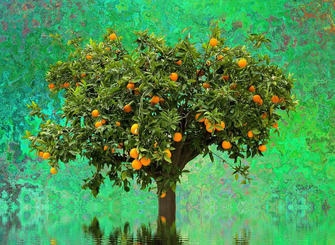 Апельсиновое дерево. Мандарин дарахти. Померанец дерево. Мандариновое дерево дерево. Мандариновое дерево плантации Италии.