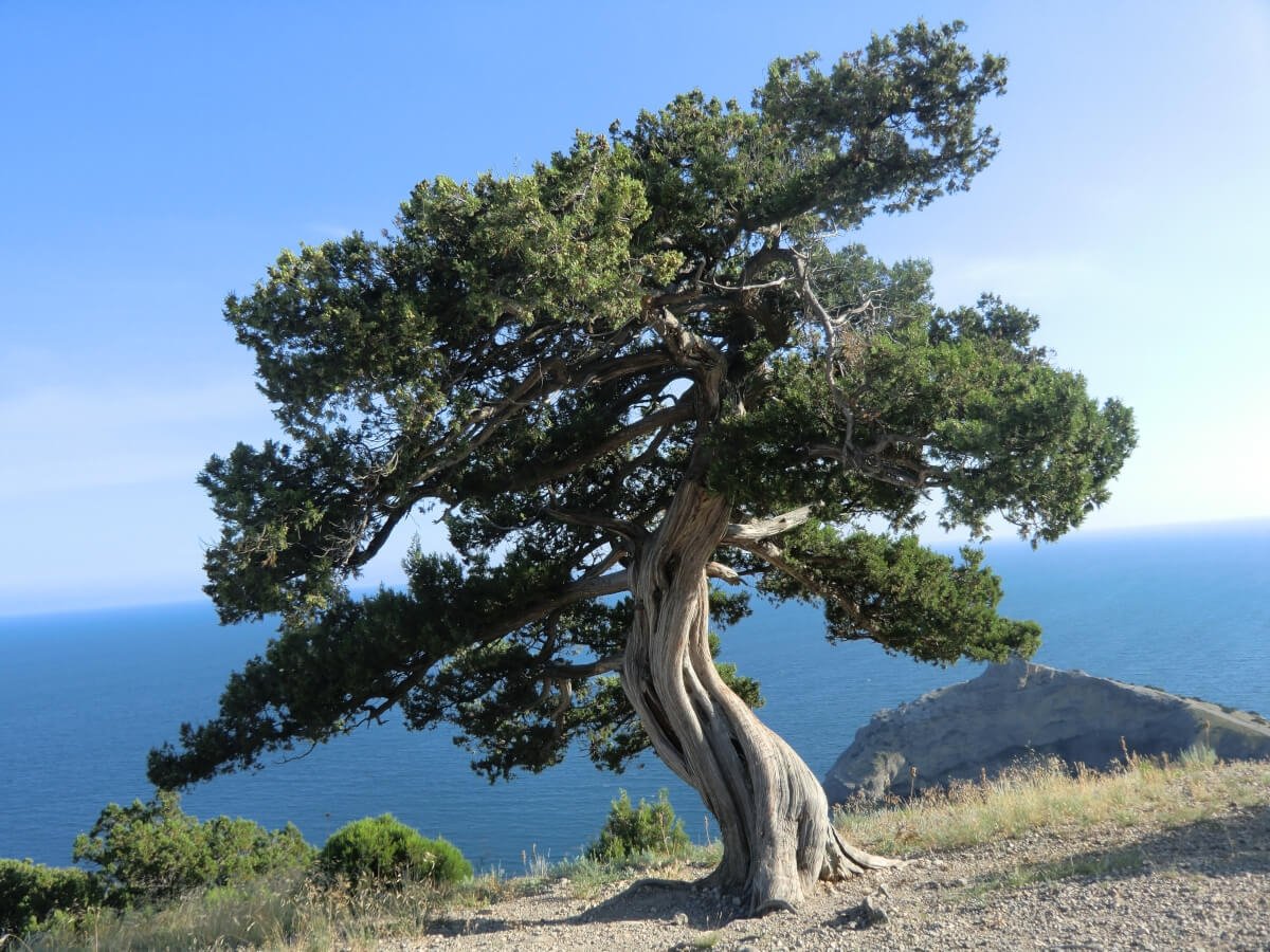 Кавказская сосна кавказская фото