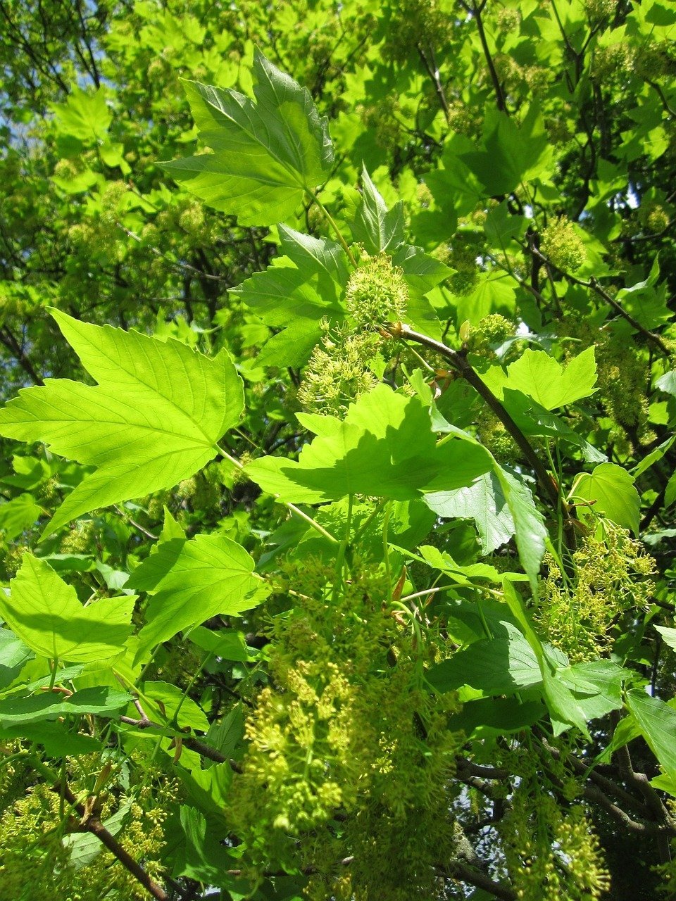 Клен Acer pseudoplatanus (Явор)