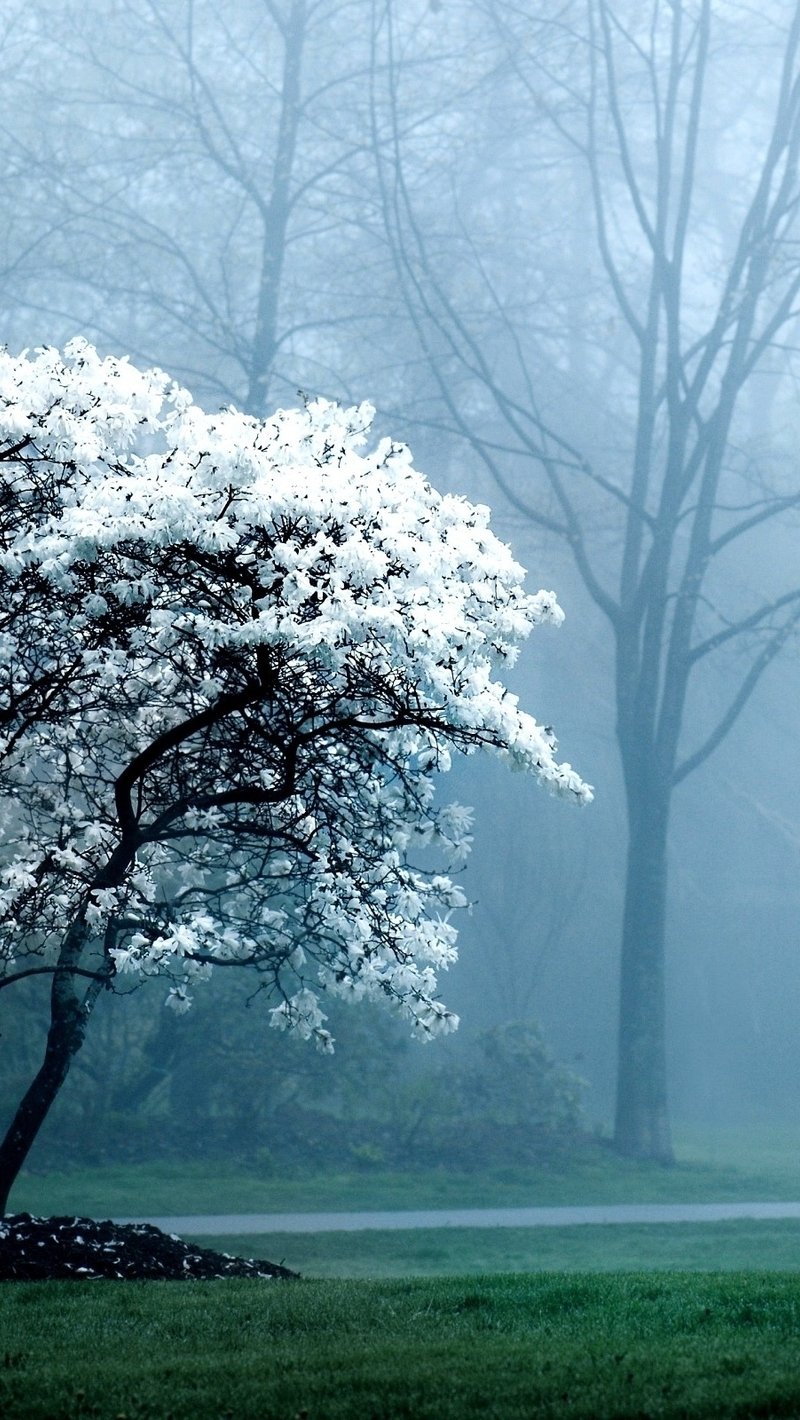 Цветущее дерево в тумане