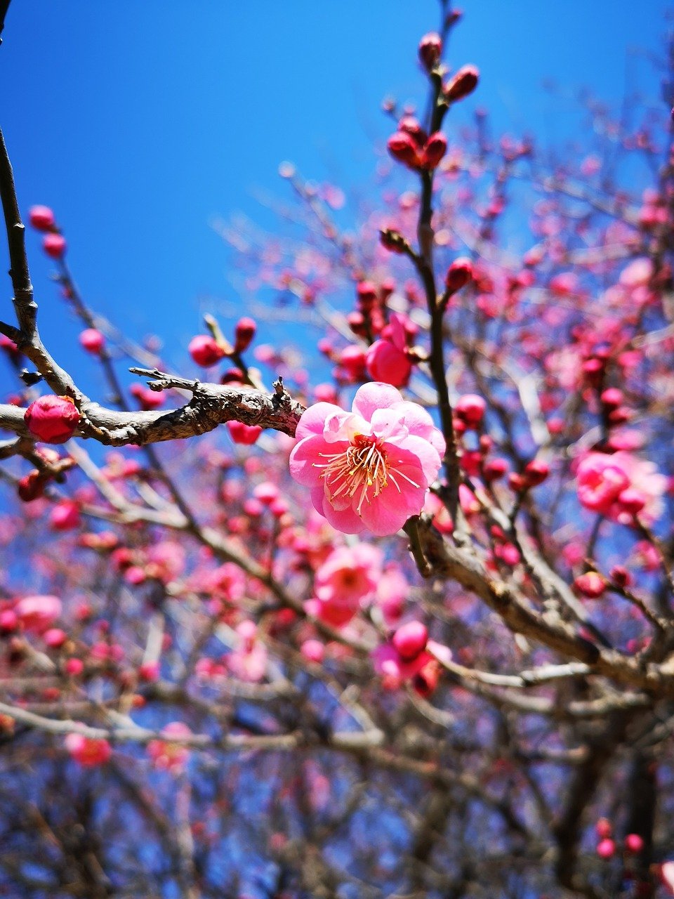 Персиковое дерево весной