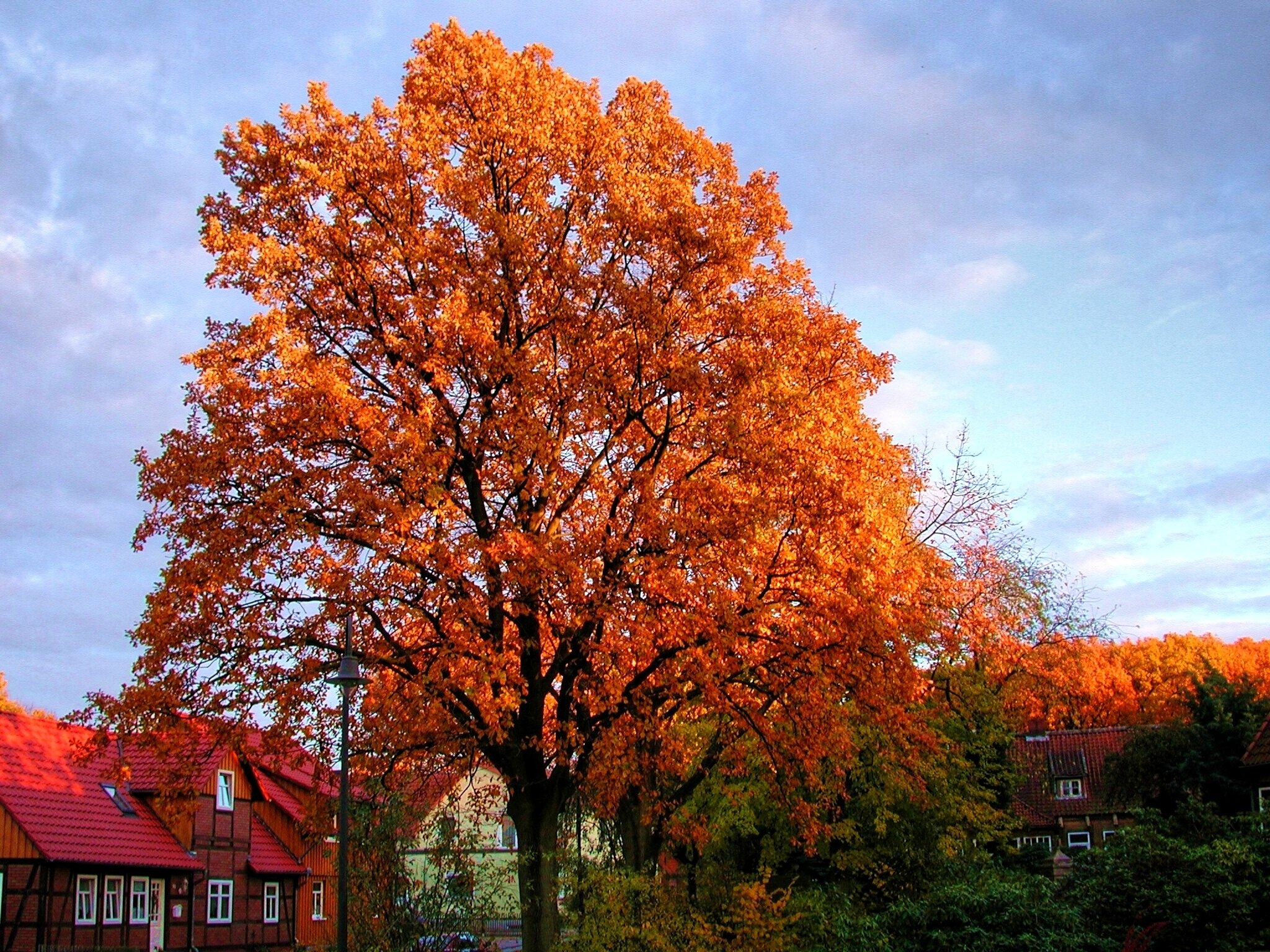 Картинки деревьев осенью