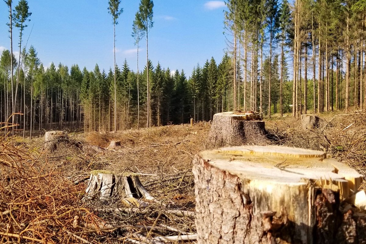 Вырубка лесов фото для презентации