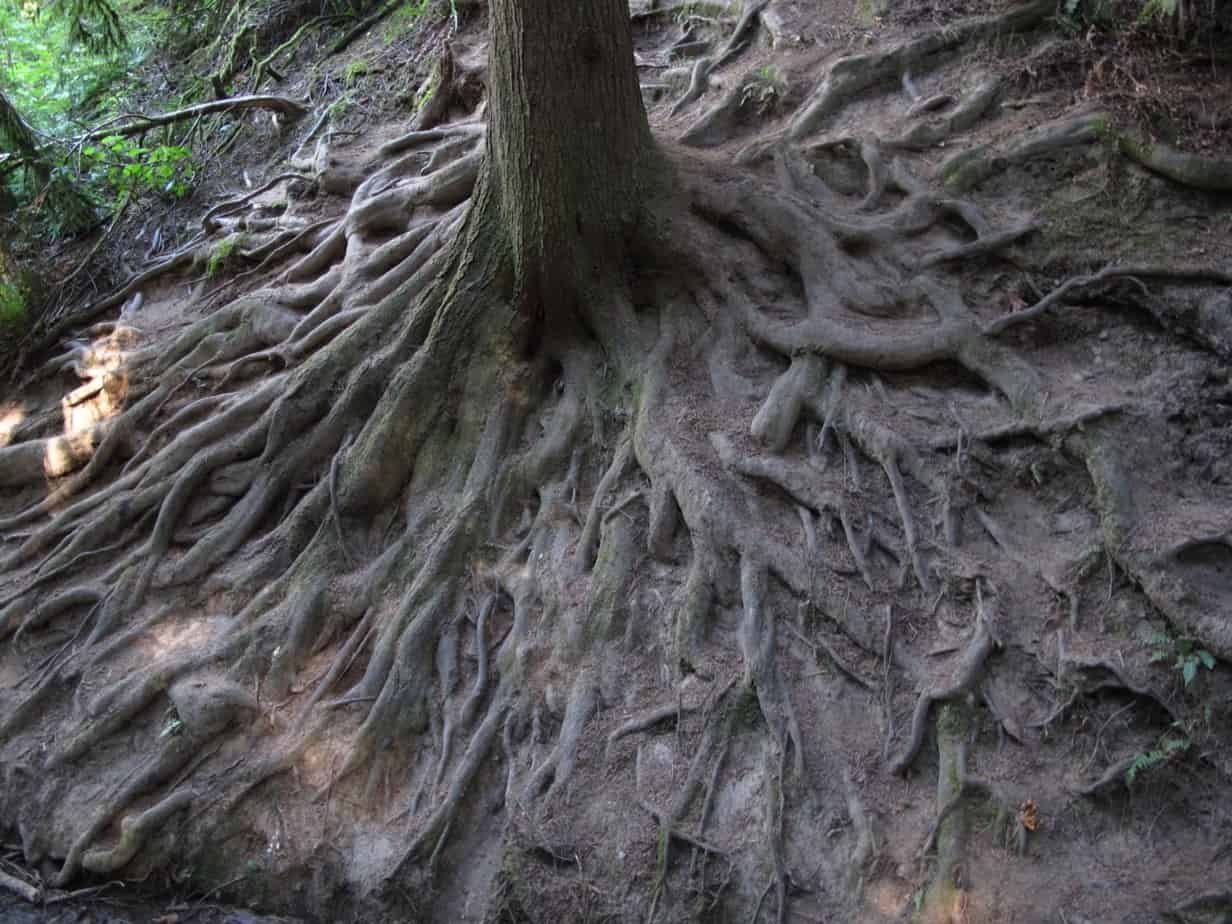 Корнева под. Корни секвойи. Секвойя дерево корни. Корни калифорнийской секвойи. Корневая система секвойи.