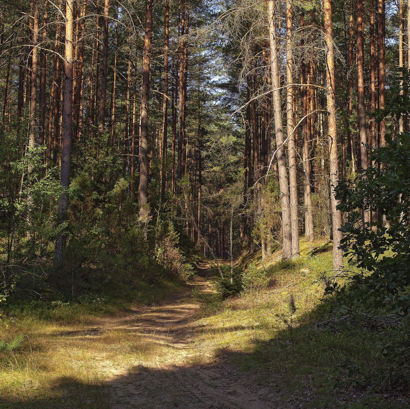 Утро в сосновом лесу фото