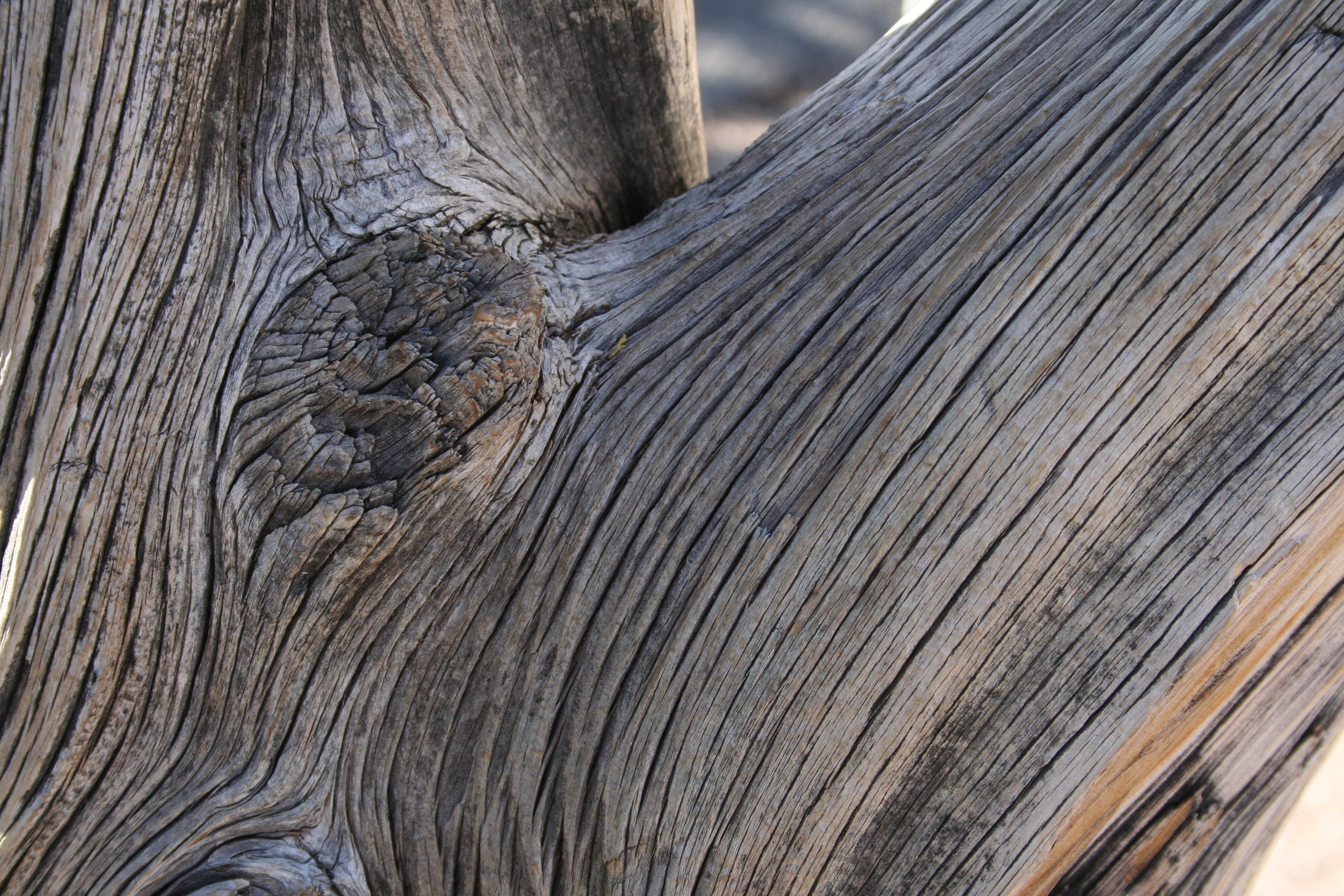Ясень дерево структура древесины фото