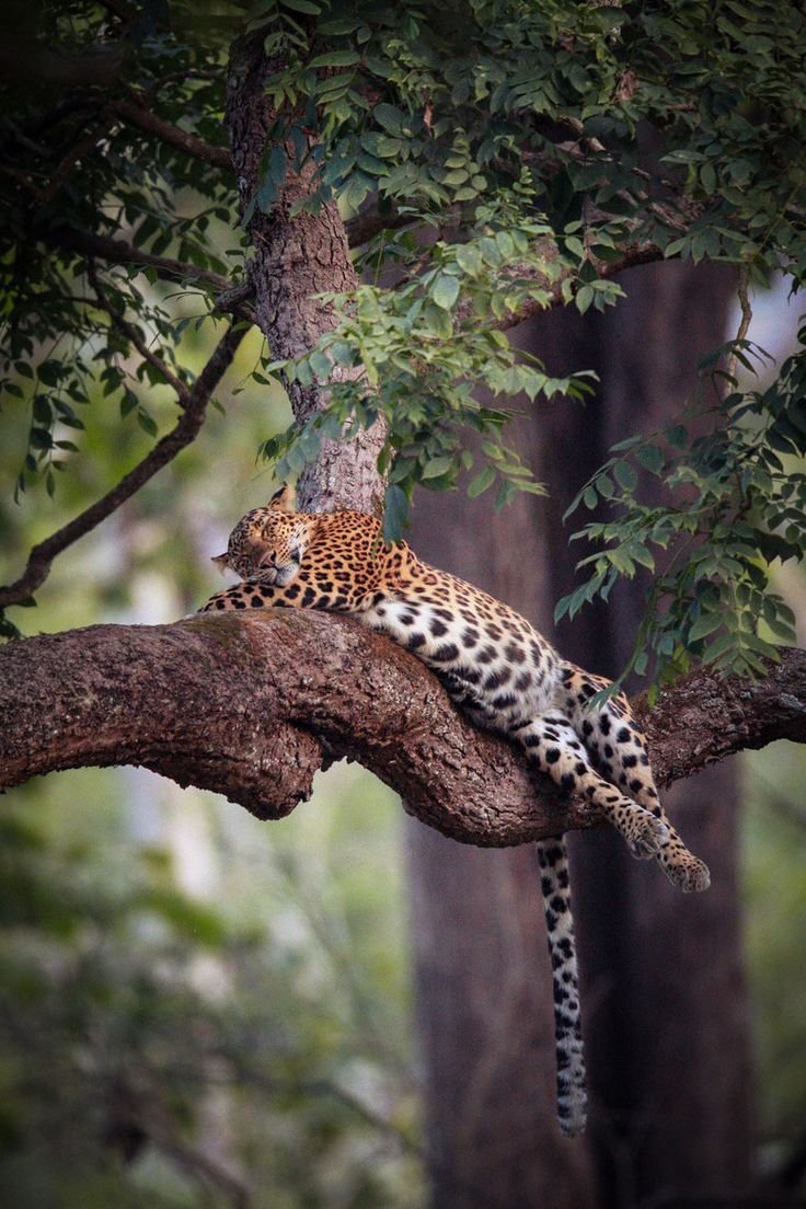 Переднеазиатский леопард на дереве