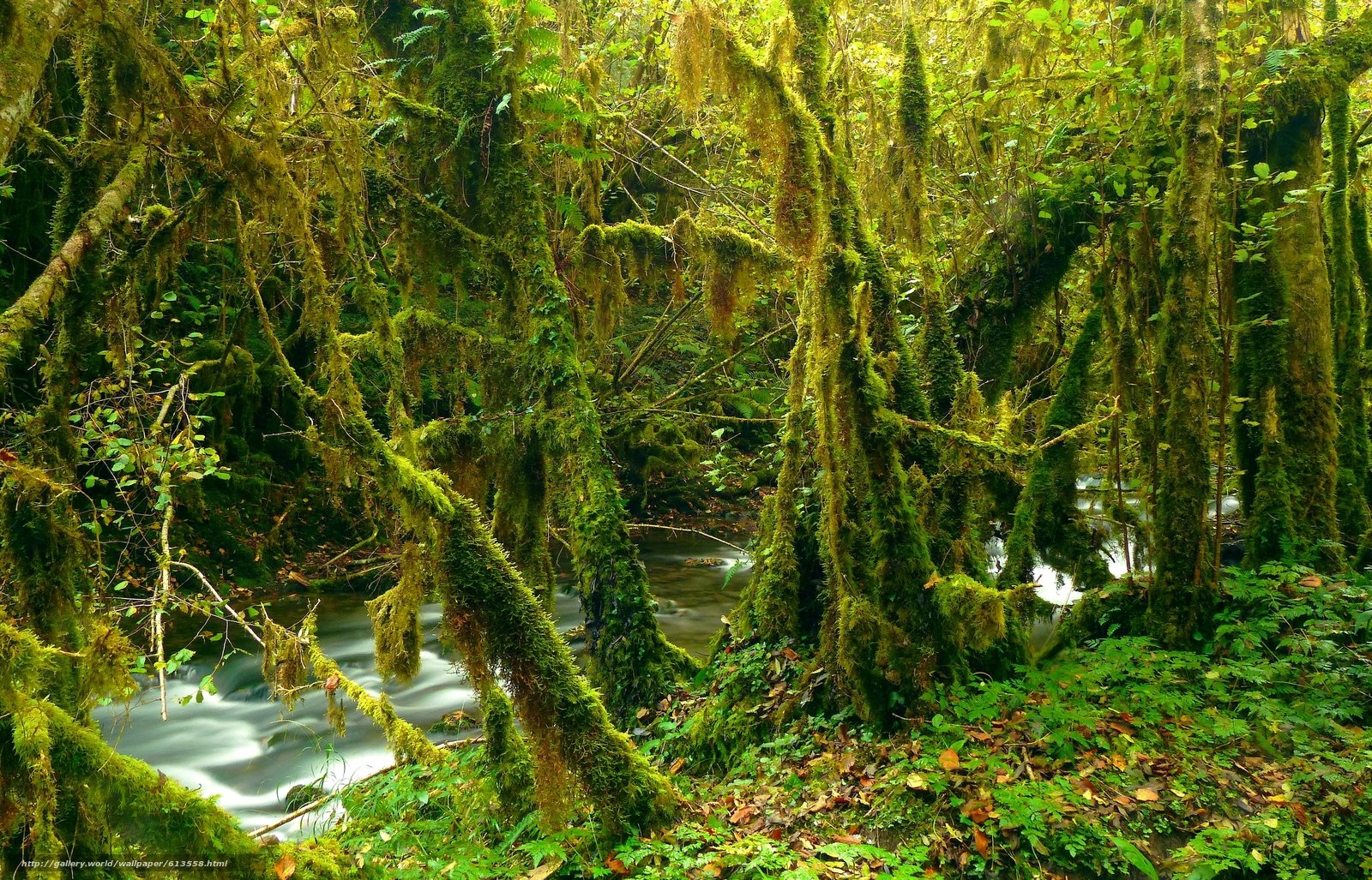 Мшистый лес Абхазия