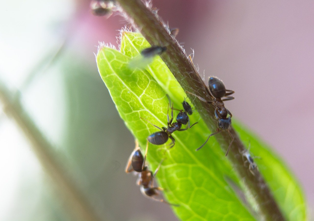Aphid Ant Life