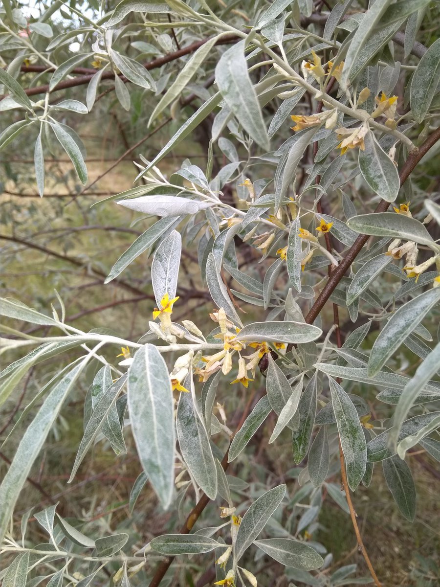 Крымская маслина Дикая