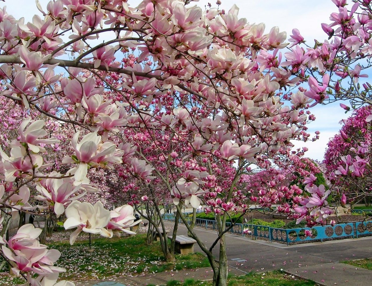Цветущие деревья в крыму фото