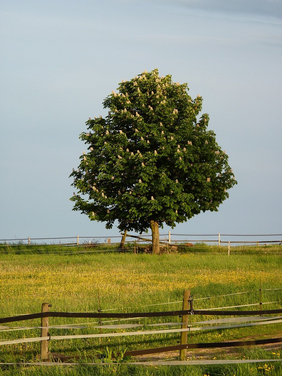 Каштановое дерево с каштанами