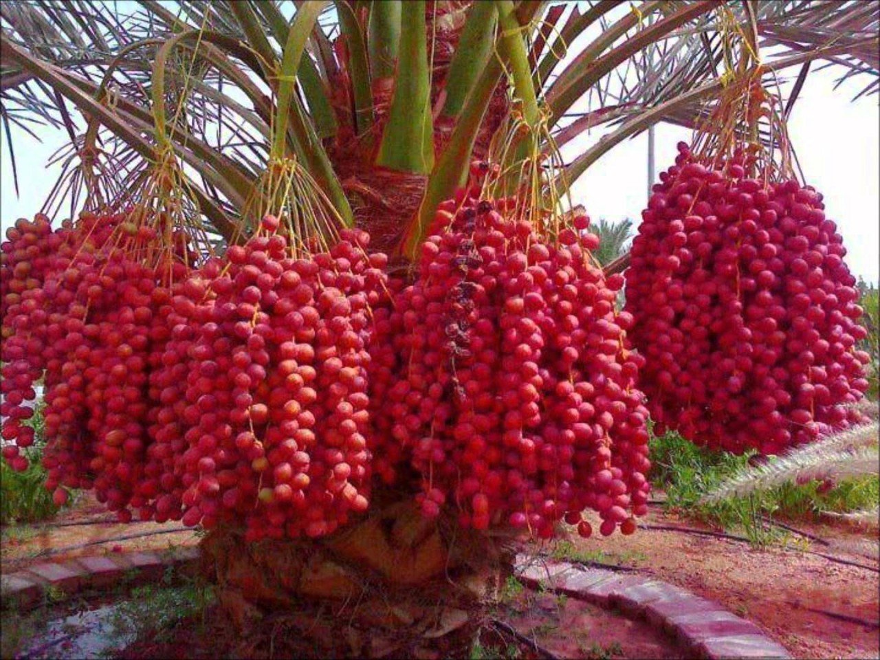 плоды пальмы фото