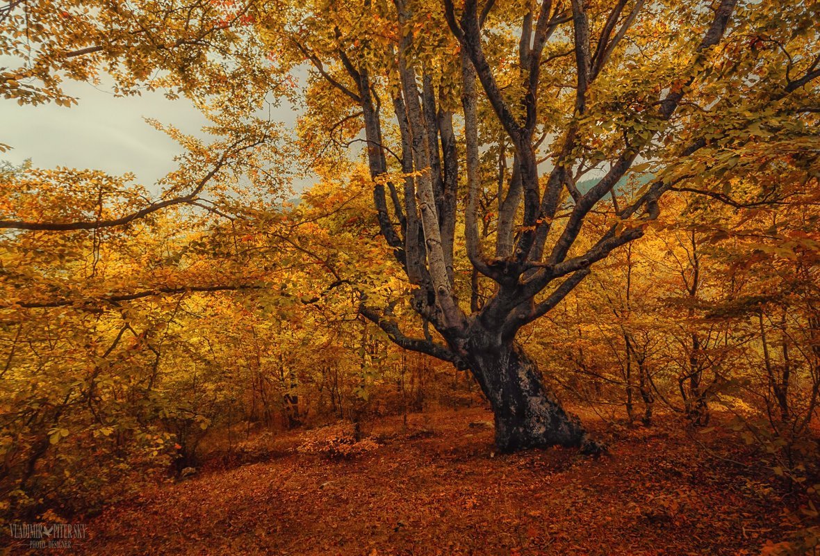 Картинки осень в Крымском лесу