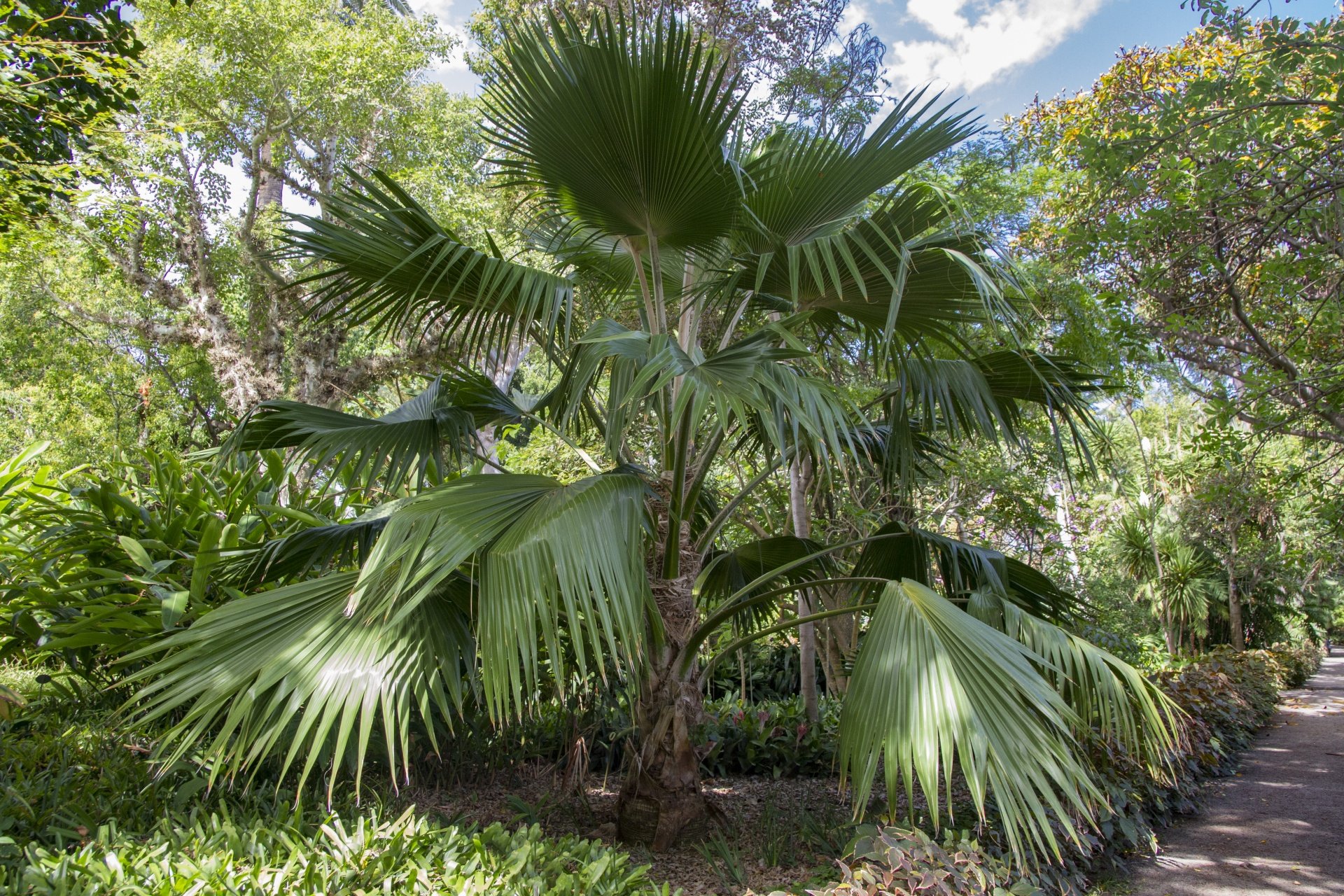Ботанический сад пальмаа