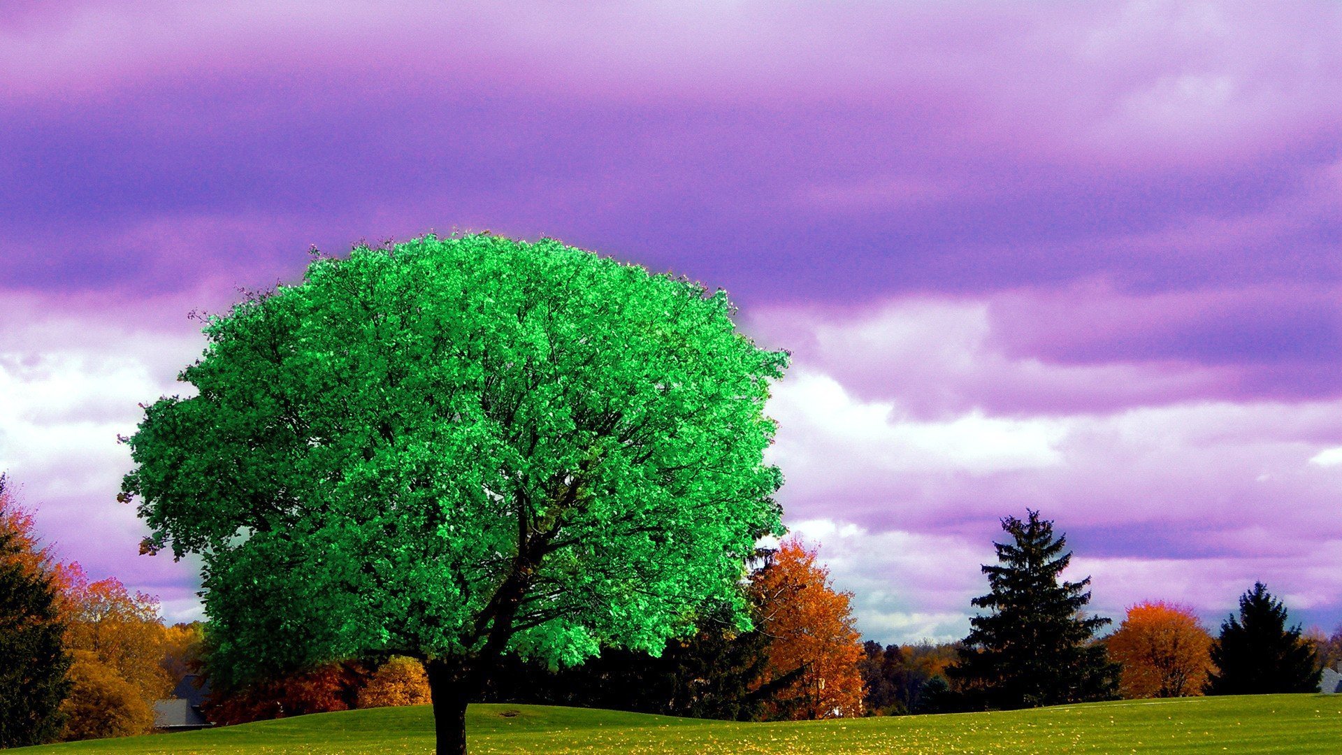 Сон красивые деревья. Дерево ЙАКТИН. Дерево зеленое. Красивое зеленое дерево. Большое красивое дерево.