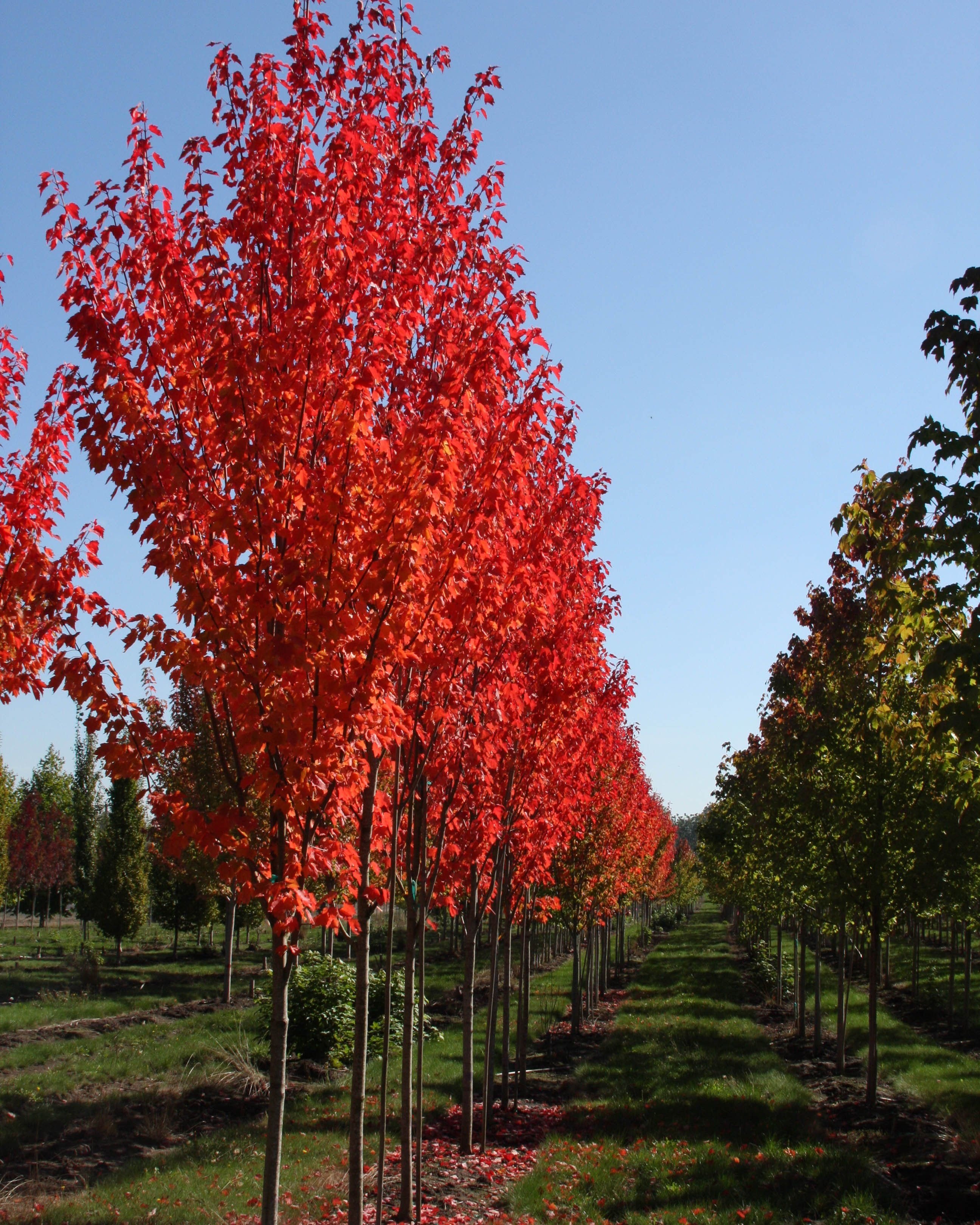 Красные деревья названия и фото. Acer rubrum (клен красный) 'Red Sunset'. Клен красный Acer rubrum. Клен остролистный красный. Клен красный Brandywine.