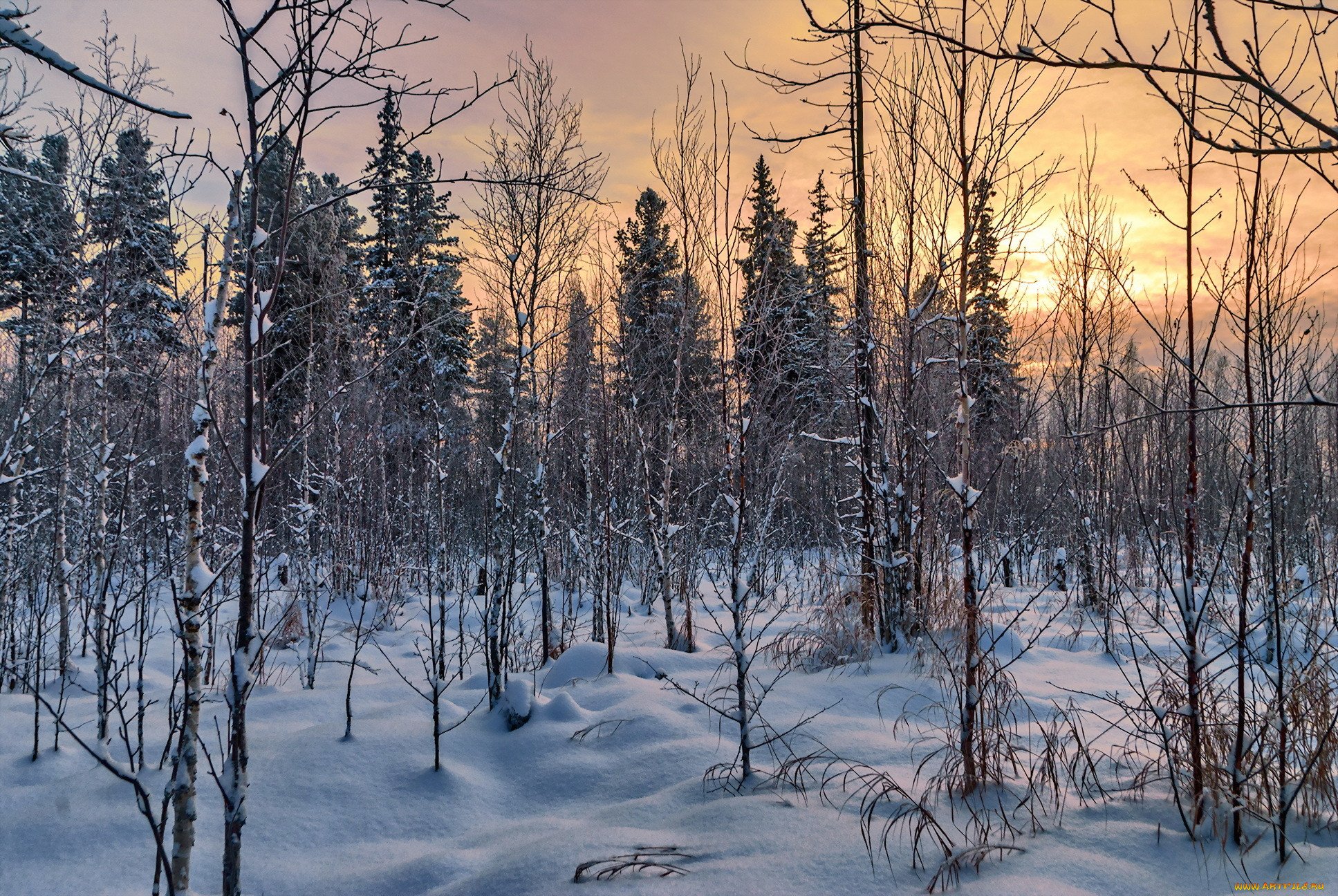 Winter forest. Зимний лес. Тайга зимой. Зимой в лесу. Леса зимой.