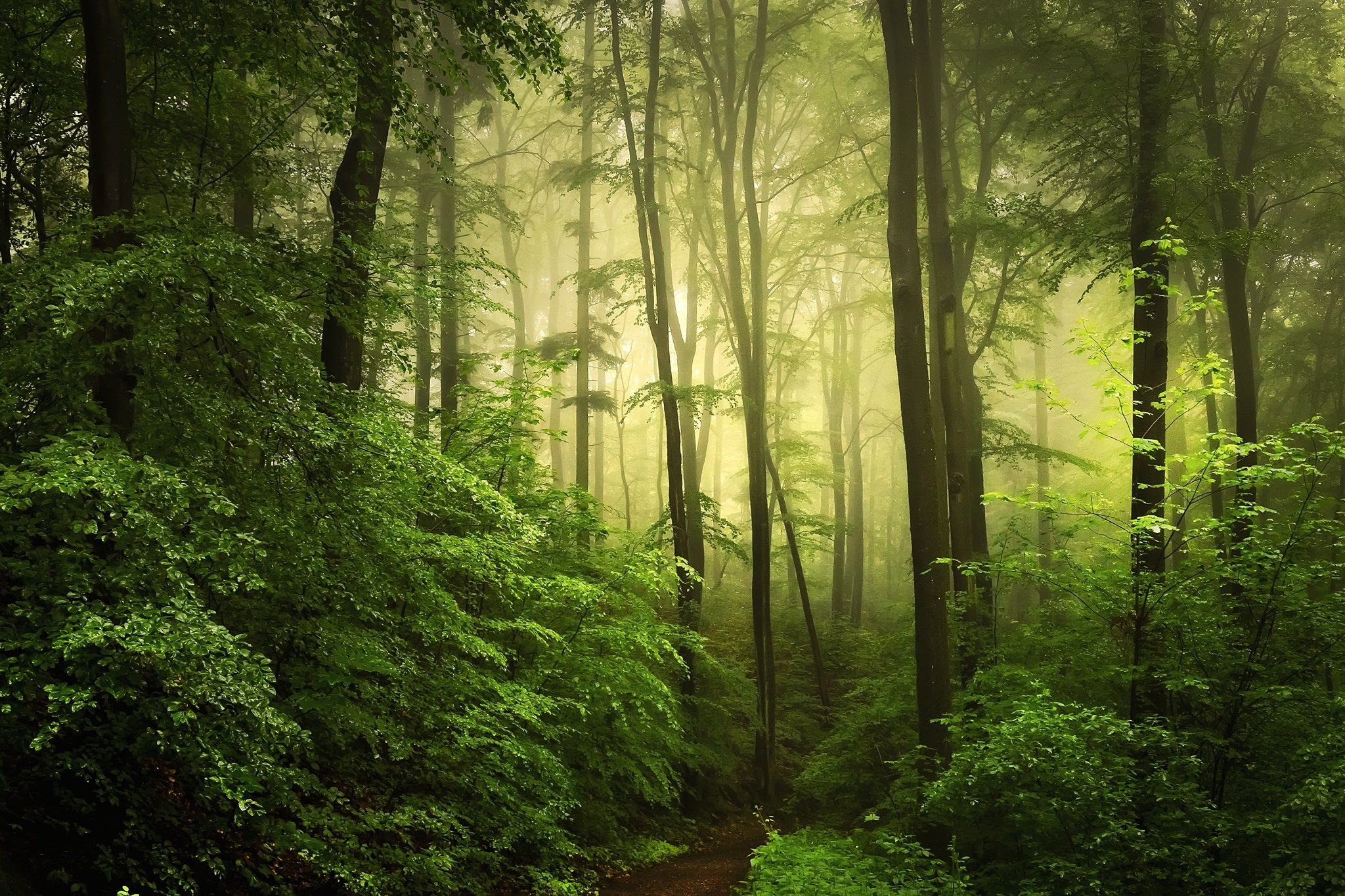 Green forest. Зеленый лес. Темно зеленый лес. Густой лес. Темный лес.