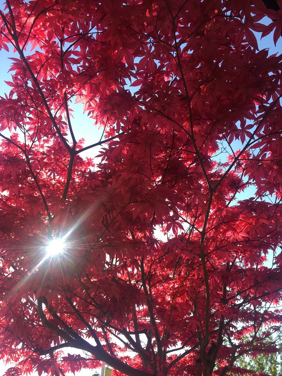 Красивое красное дерево. Красное дерево. Красная осень. Красные деревья осенью.