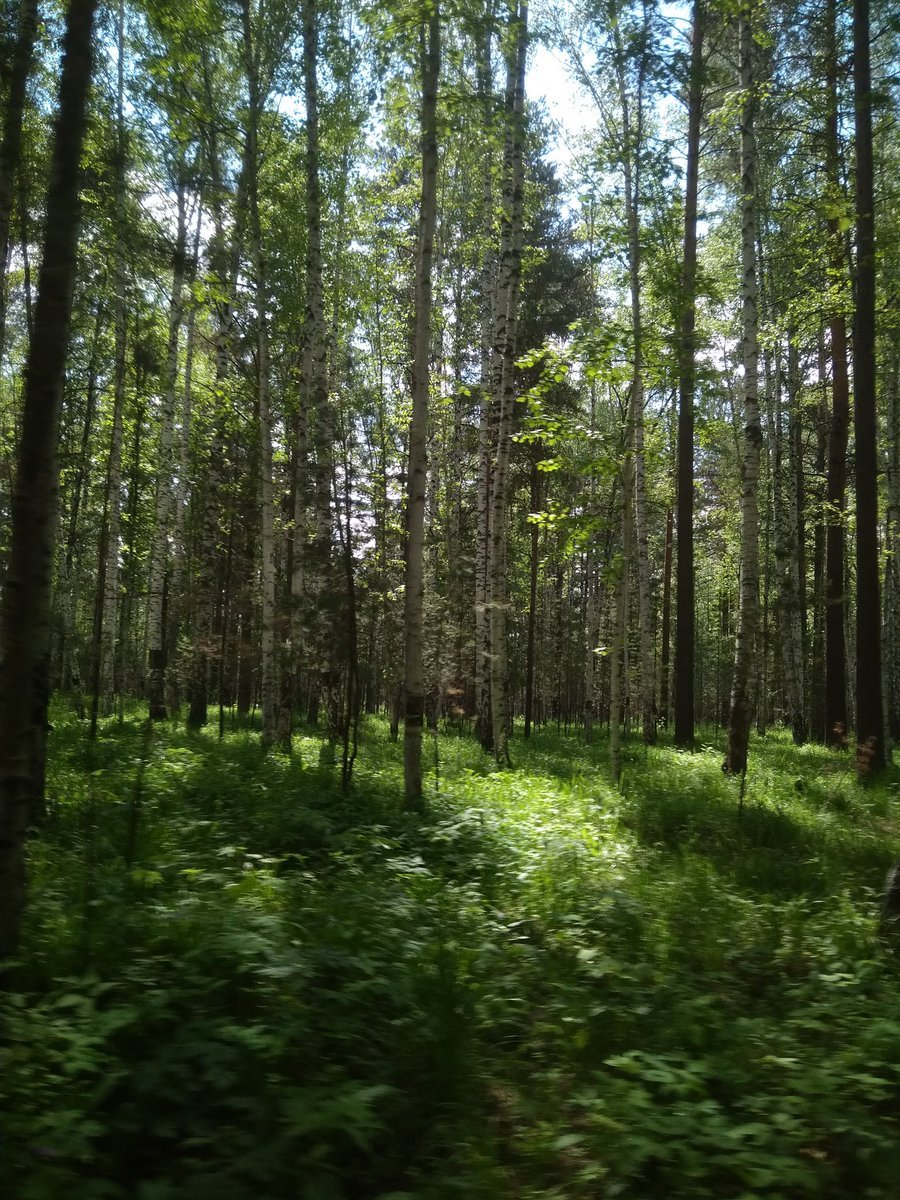 Липовый лес Удмуртии
